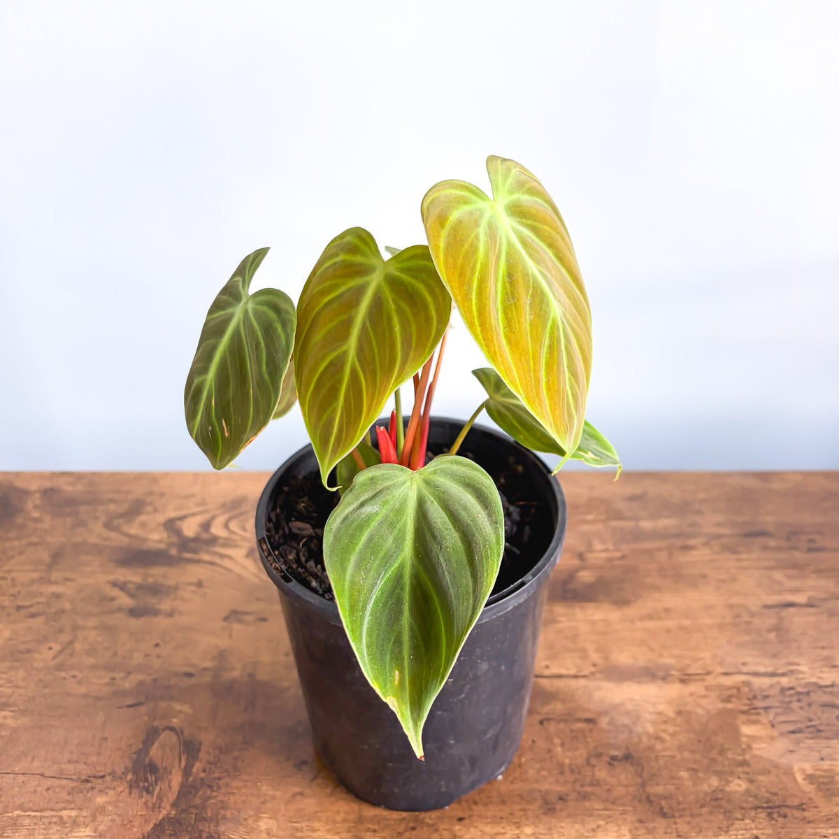 Philodendron El Choco Red | The Plant Boys