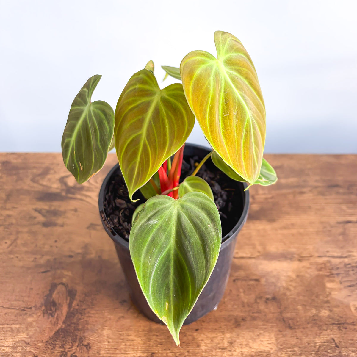 Philodendron El Choco Red | The Plant Boys