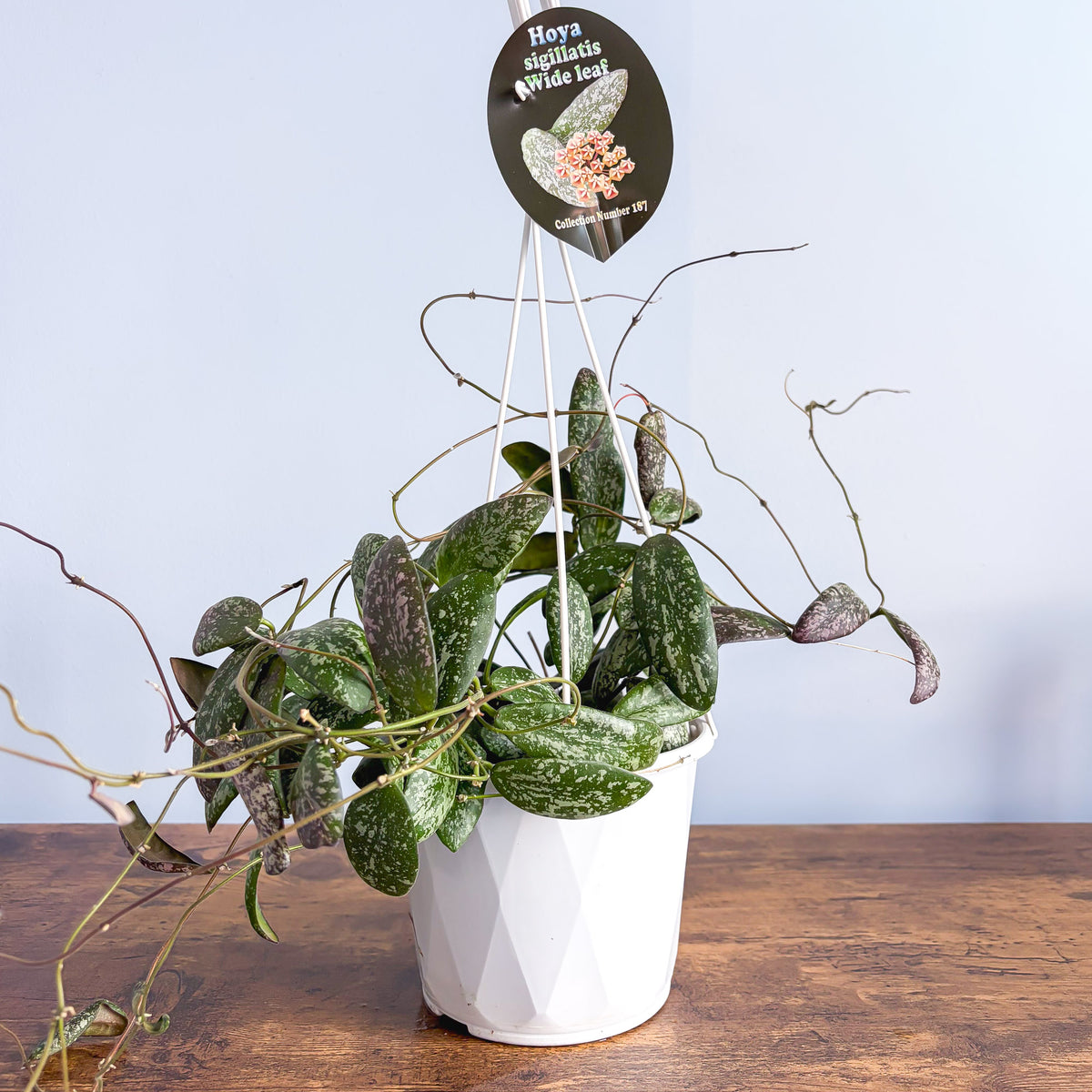 Hoya Sigillatis Wide Leaf | The Plant Boys