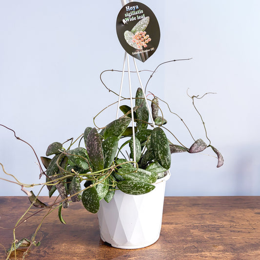 Hoya Sigillatis Wide Leaf | The Plant Boys