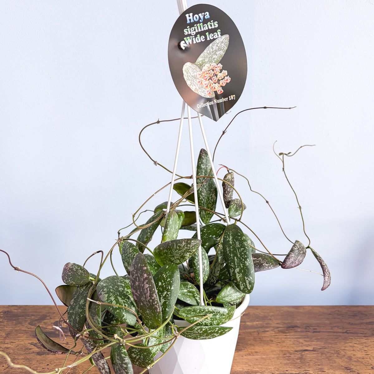 Hoya Sigillatis Wide Leaf | The Plant Boys