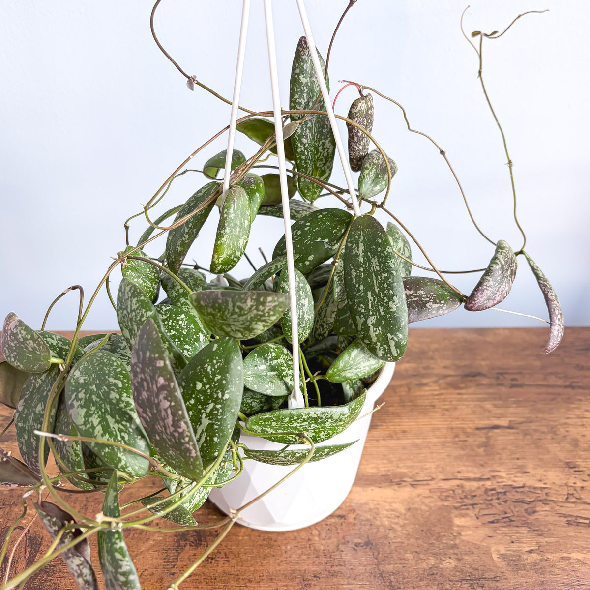 Hoya Sigillatis Wide Leaf | The Plant Boys