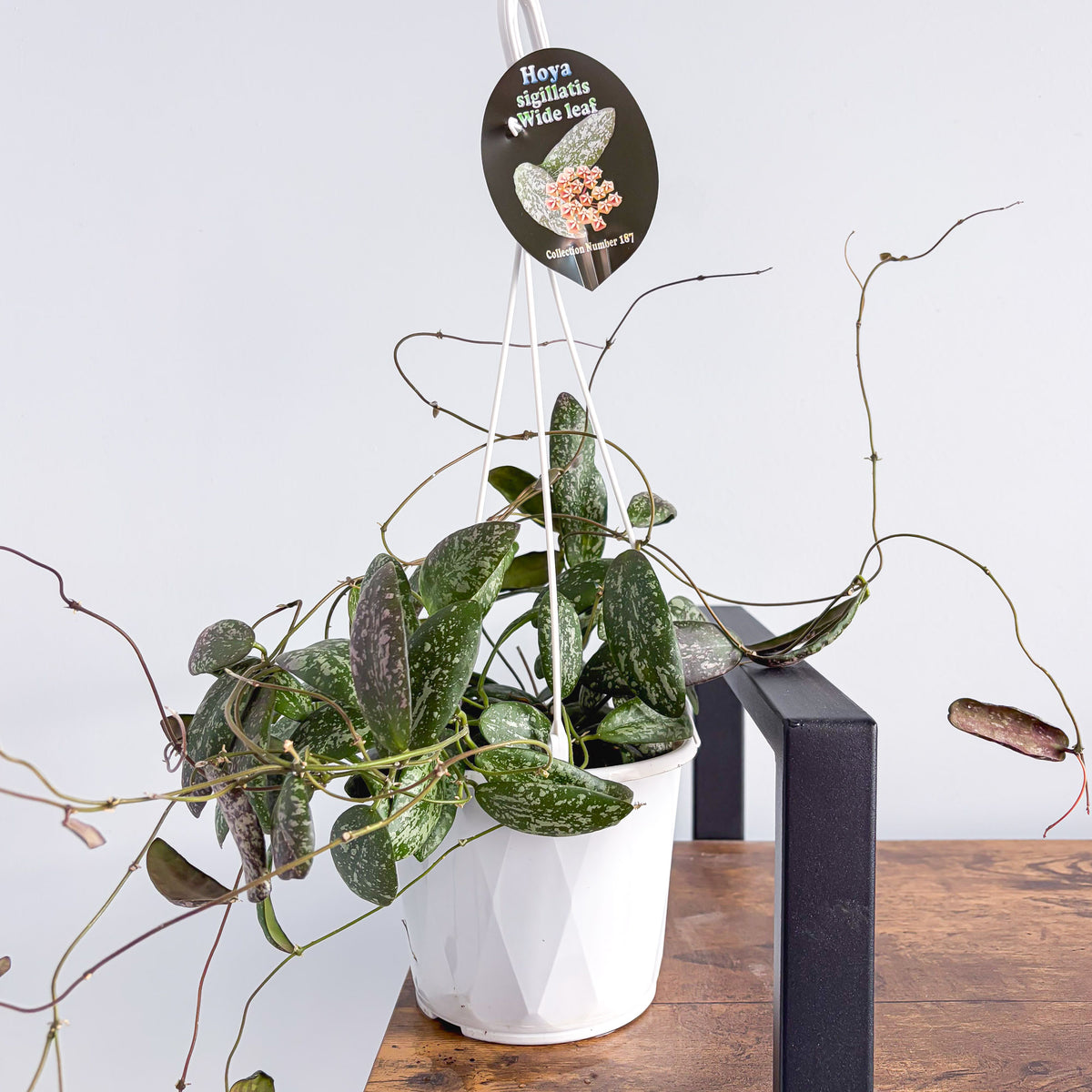 Hoya Sigillatis Wide Leaf | The Plant Boys