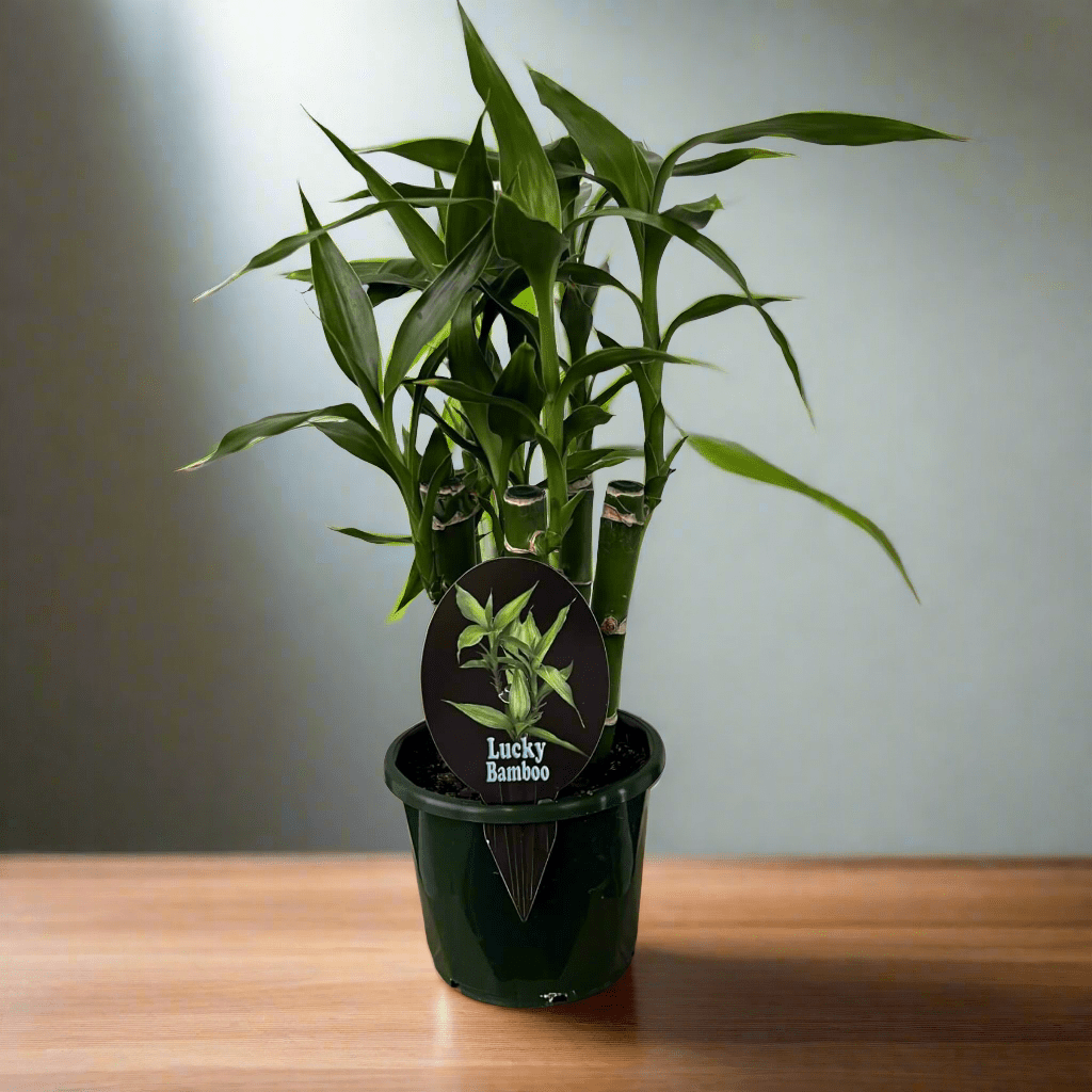 Dracaena Sanderiana Lucky Bamboo (5 Stalk) – The Plant Boys