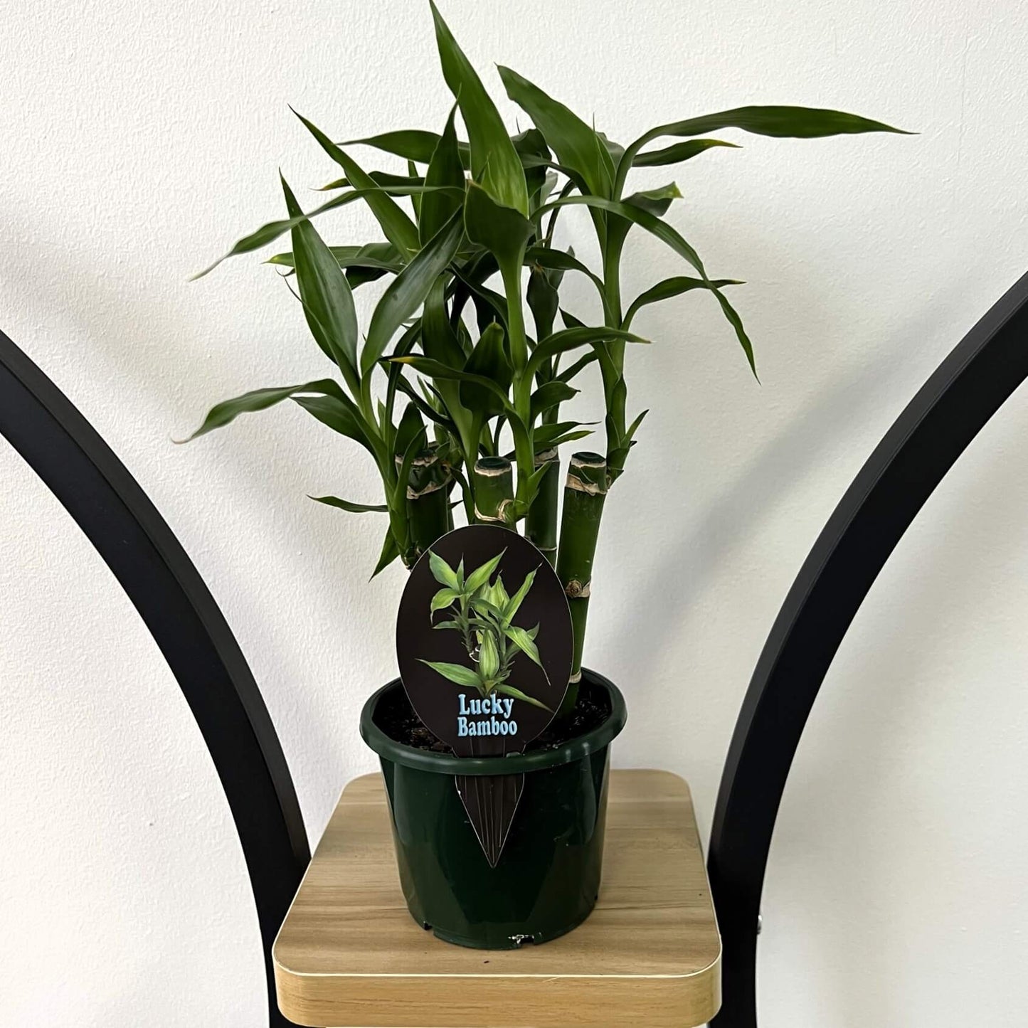 Dracaena Sanderiana Lucky Bamboo (5 Stalk)