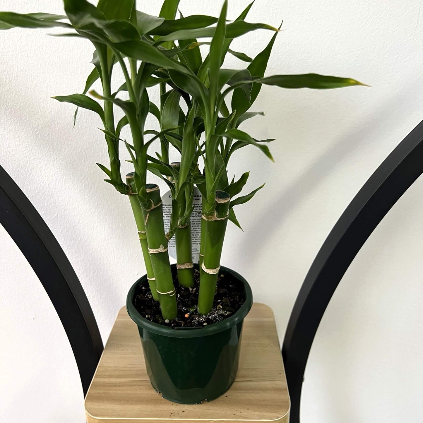 Dracaena Sanderiana Lucky Bamboo (5 Stalk)