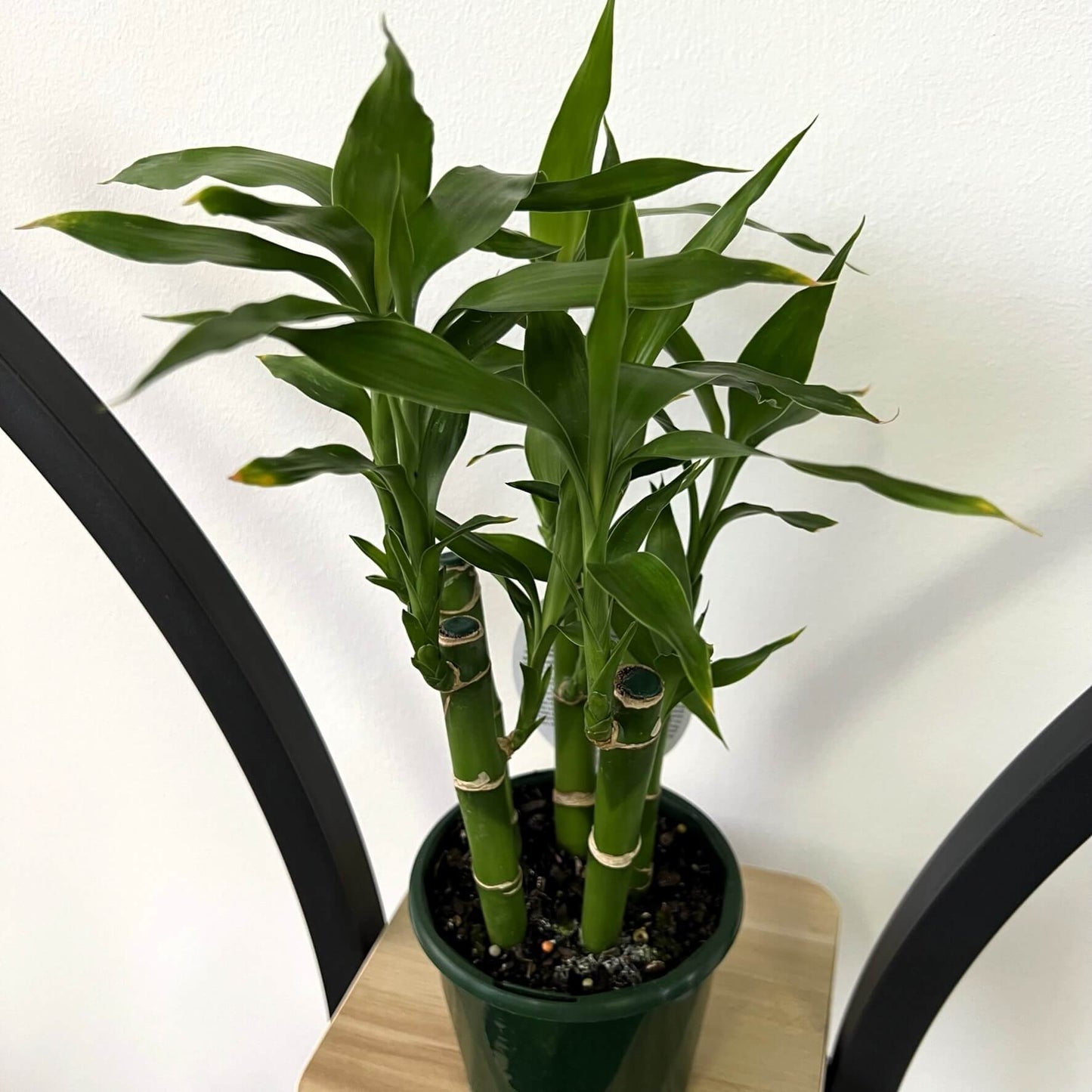 Dracaena Sanderiana Lucky Bamboo (5 Stalk)