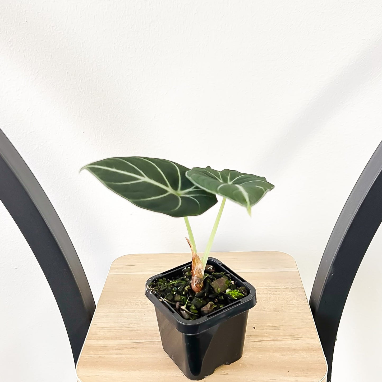 Alocasia Black Velvet