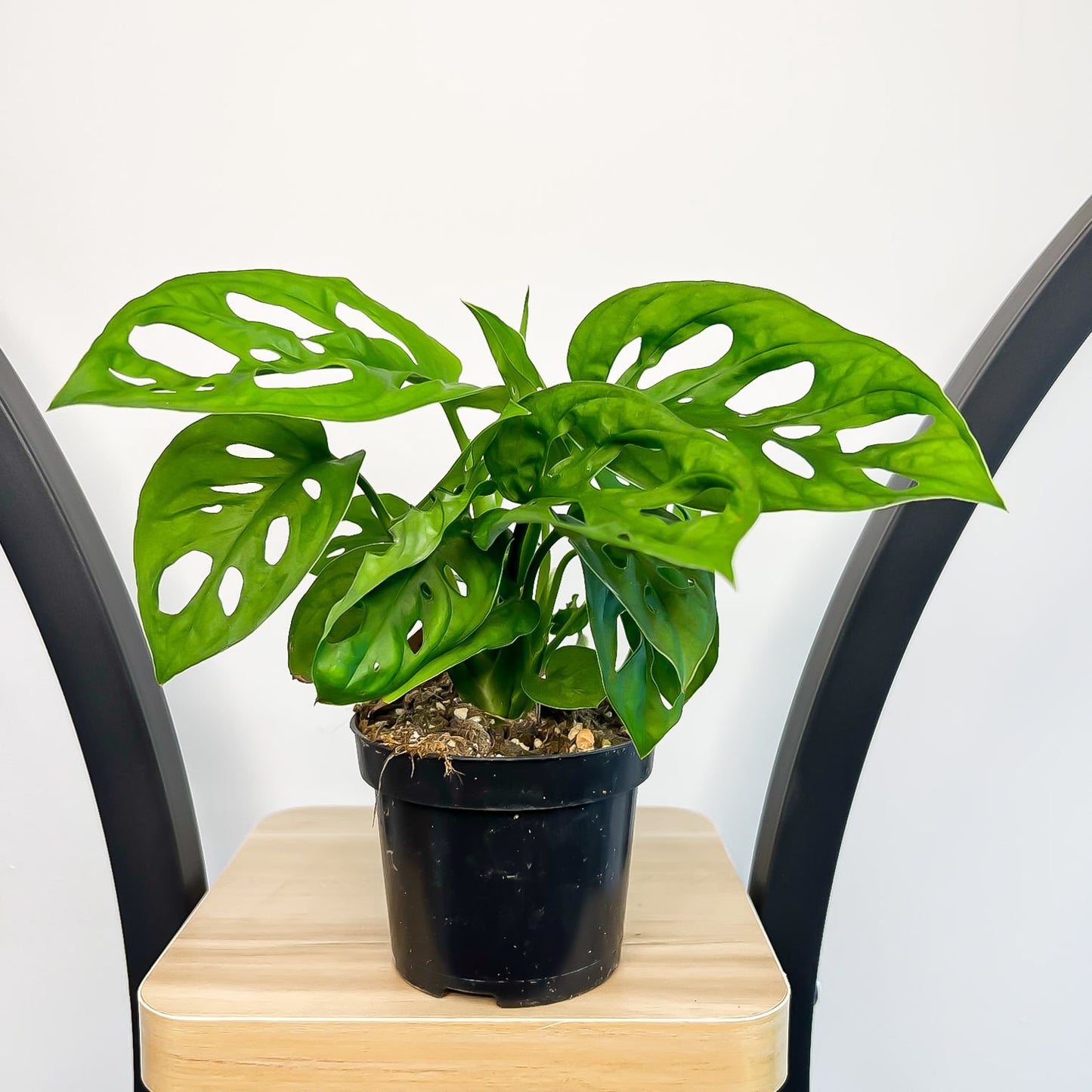 Monstera Adansonii Monkey Mask