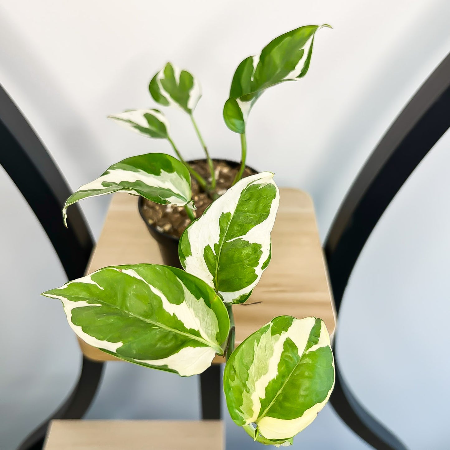 Pothos Snow Queen | The Plant Boys