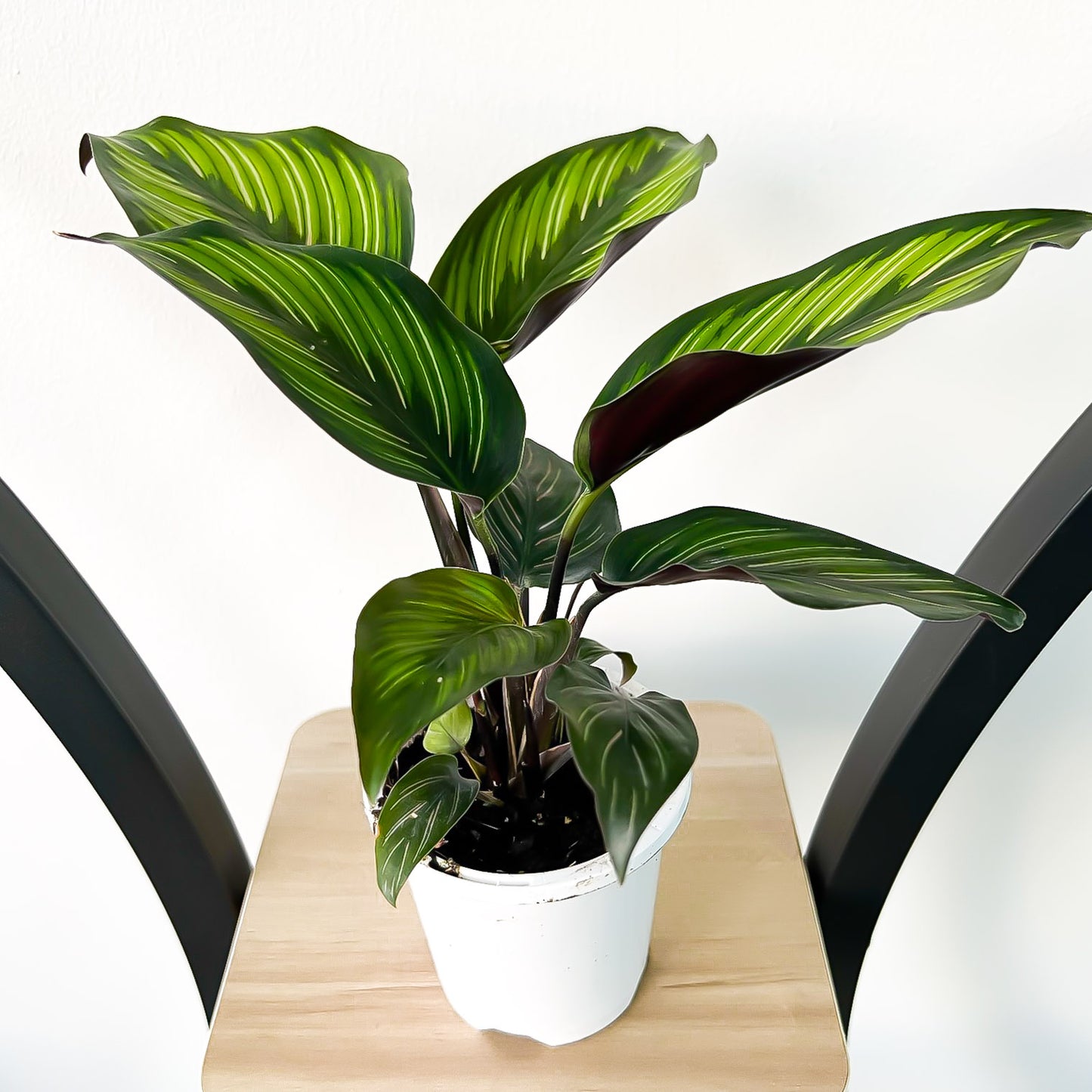 Calathea Beauty Star | The Plant Boys