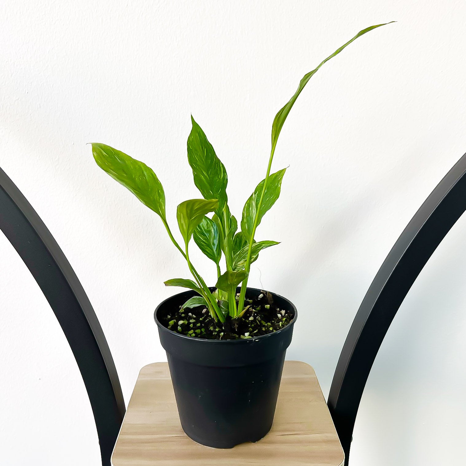 Spathiphyllum Domino Peace Lily – The Plant Boys