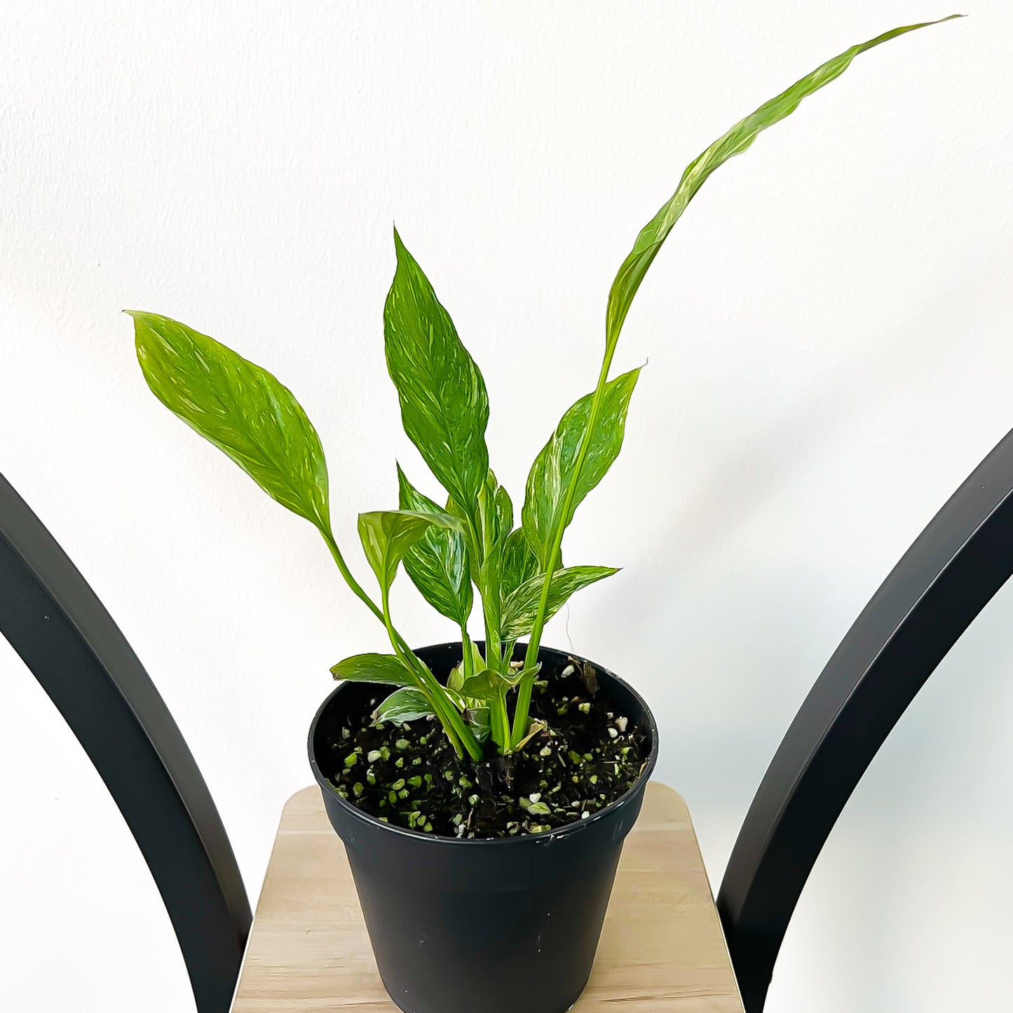 Spathiphyllum Domino Peace Lily