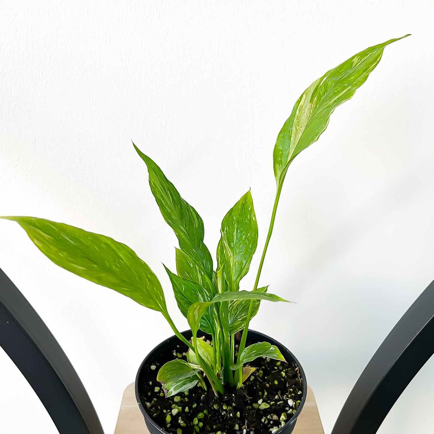 Spathiphyllum Domino Peace Lily