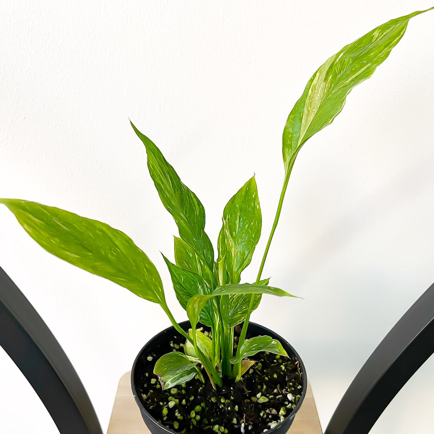 Spathiphyllum Domino Peace Lily