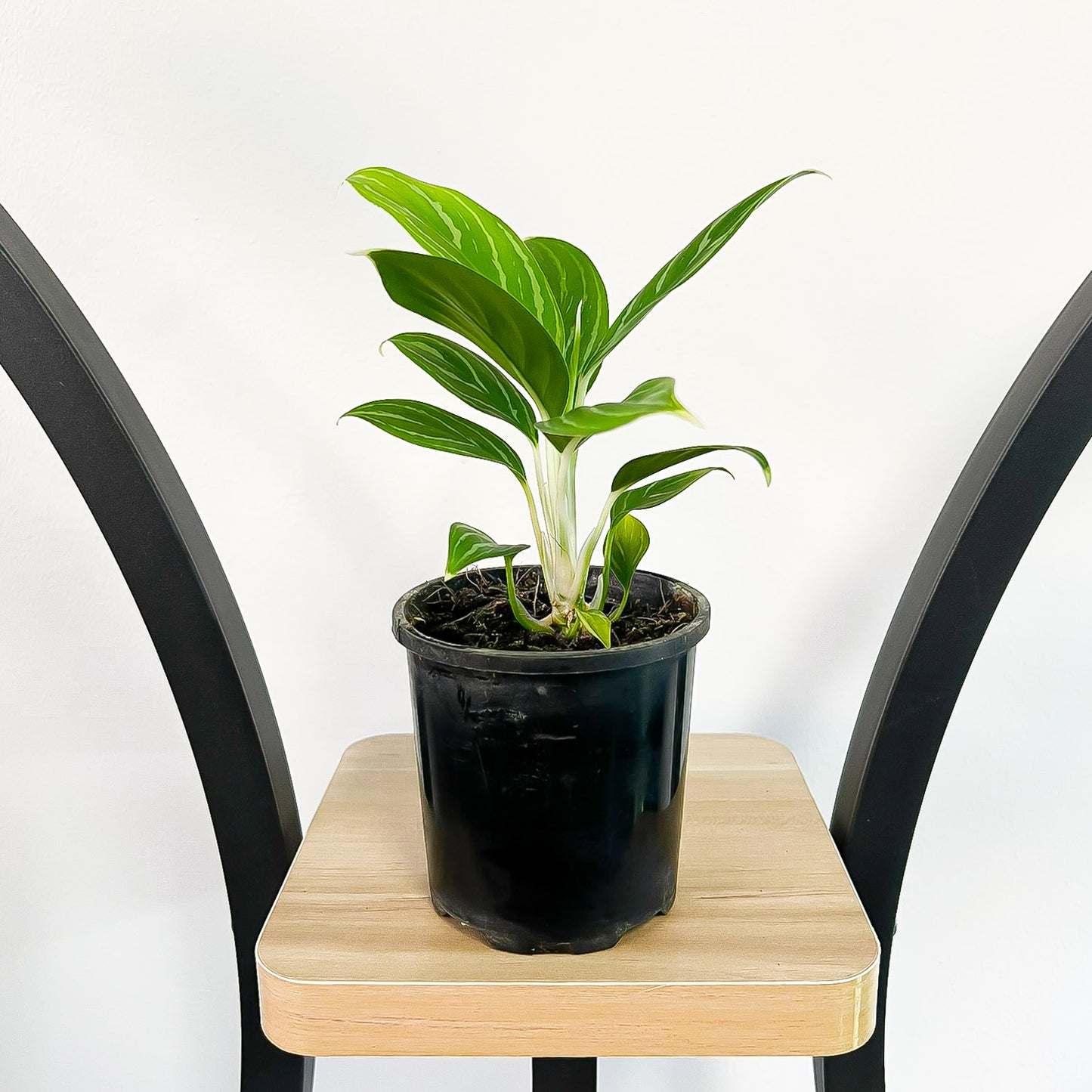 Aglaonema Snow White