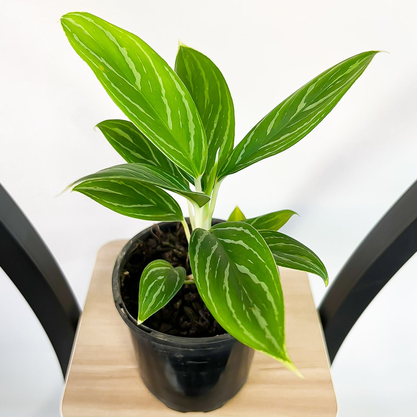 Aglaonema Snow White