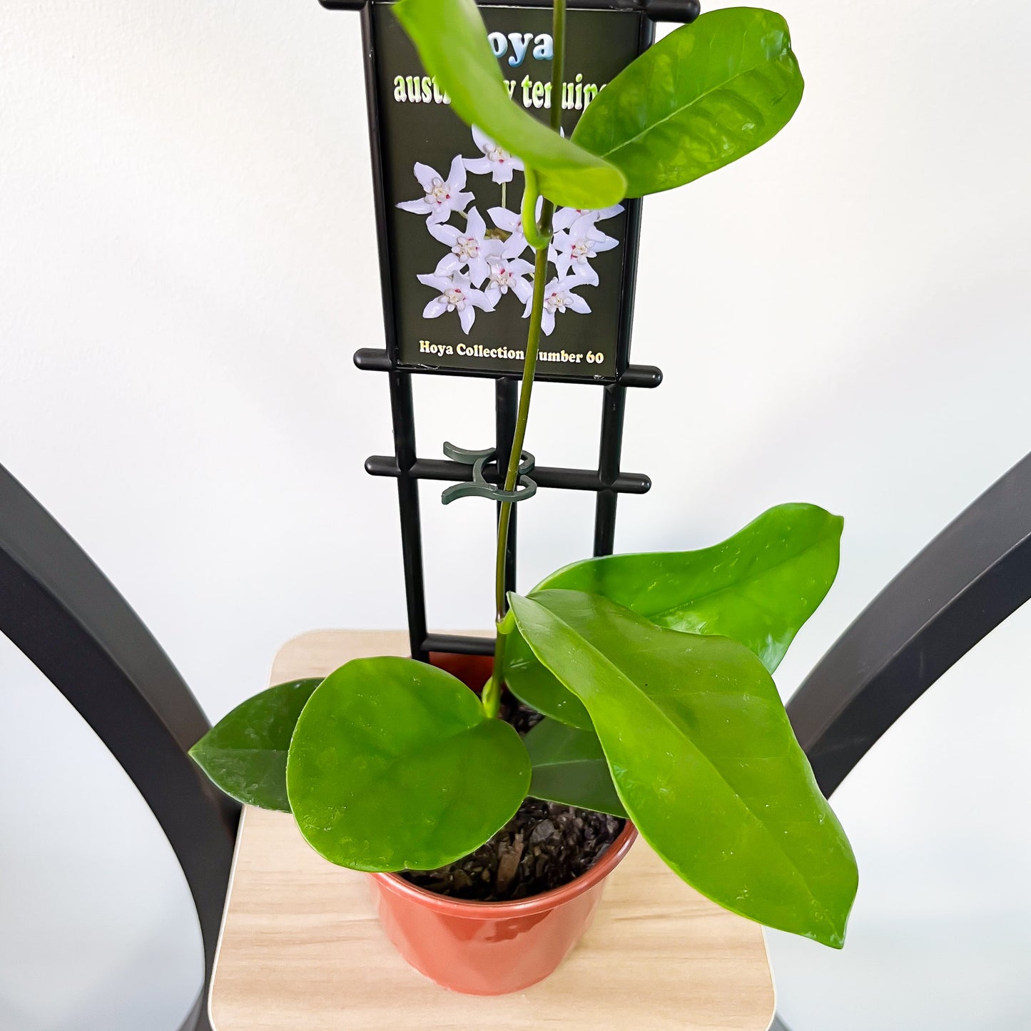 Hoya Australis Tenuipes