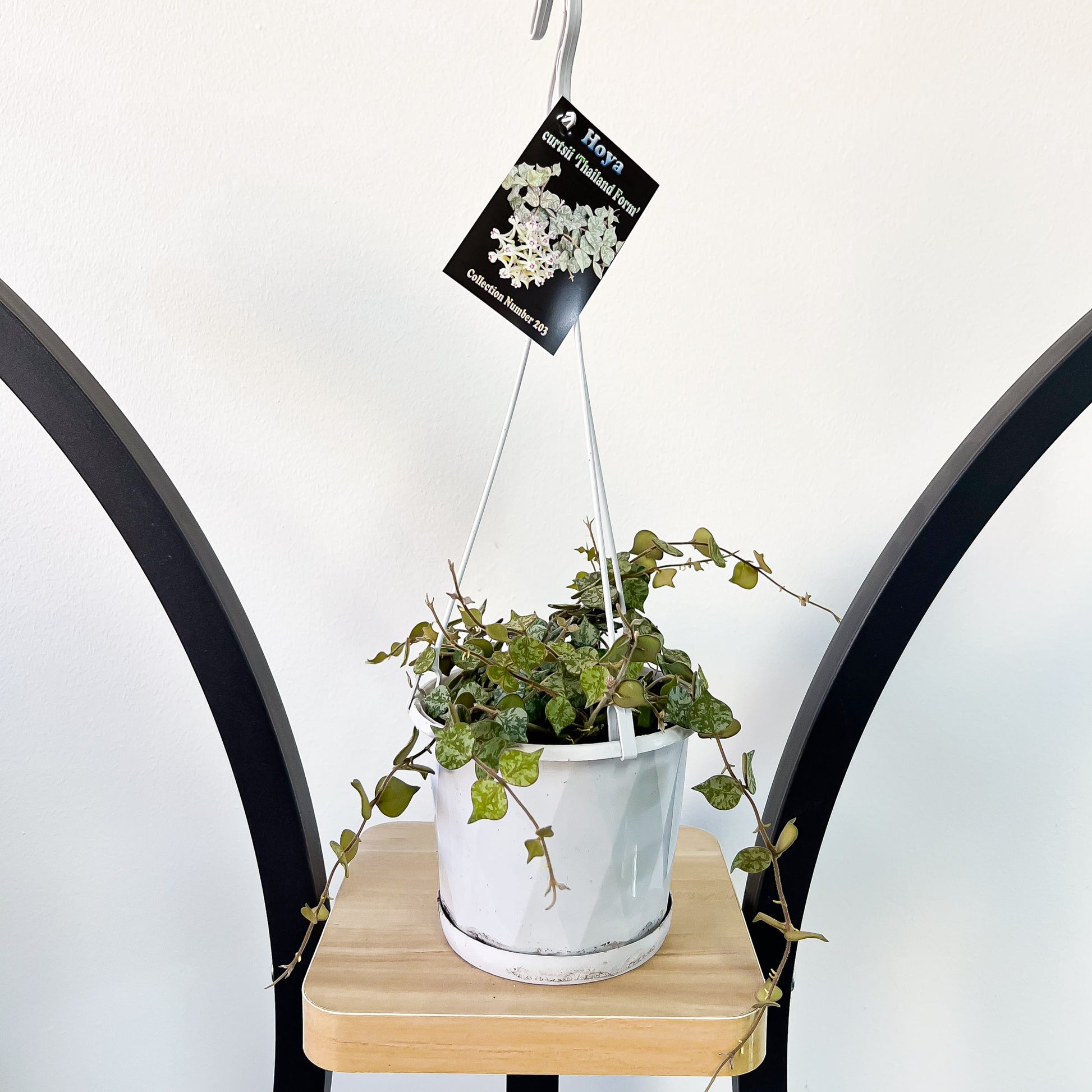 hanging plants thailand Hoya Curtisii Thailand Form – The Plant Boys