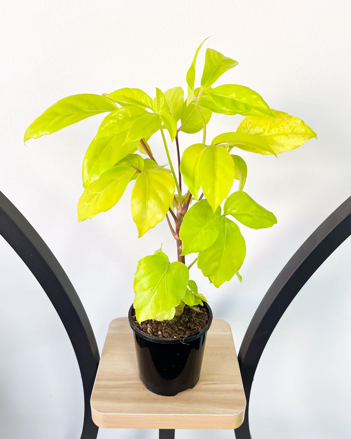 Schefflera Neon Umbrella Tree