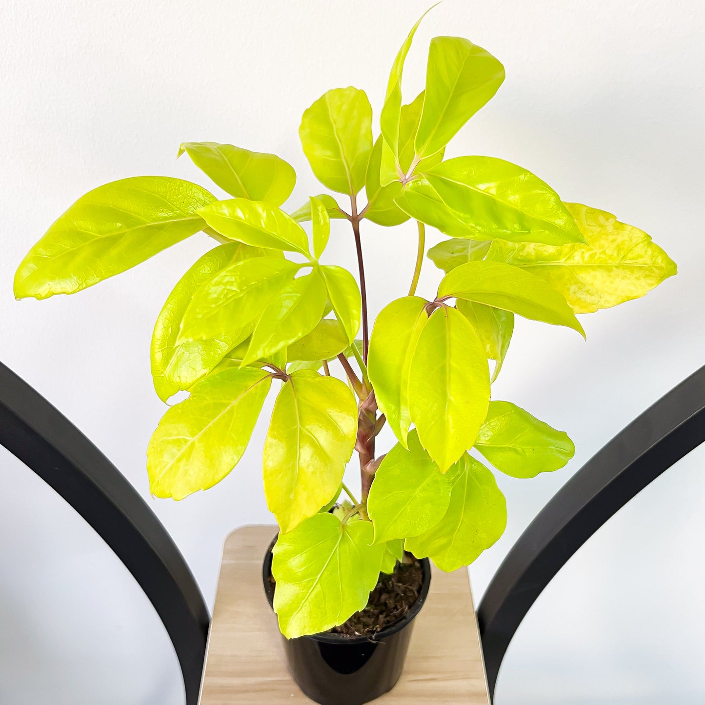 Schefflera Neon Umbrella Tree