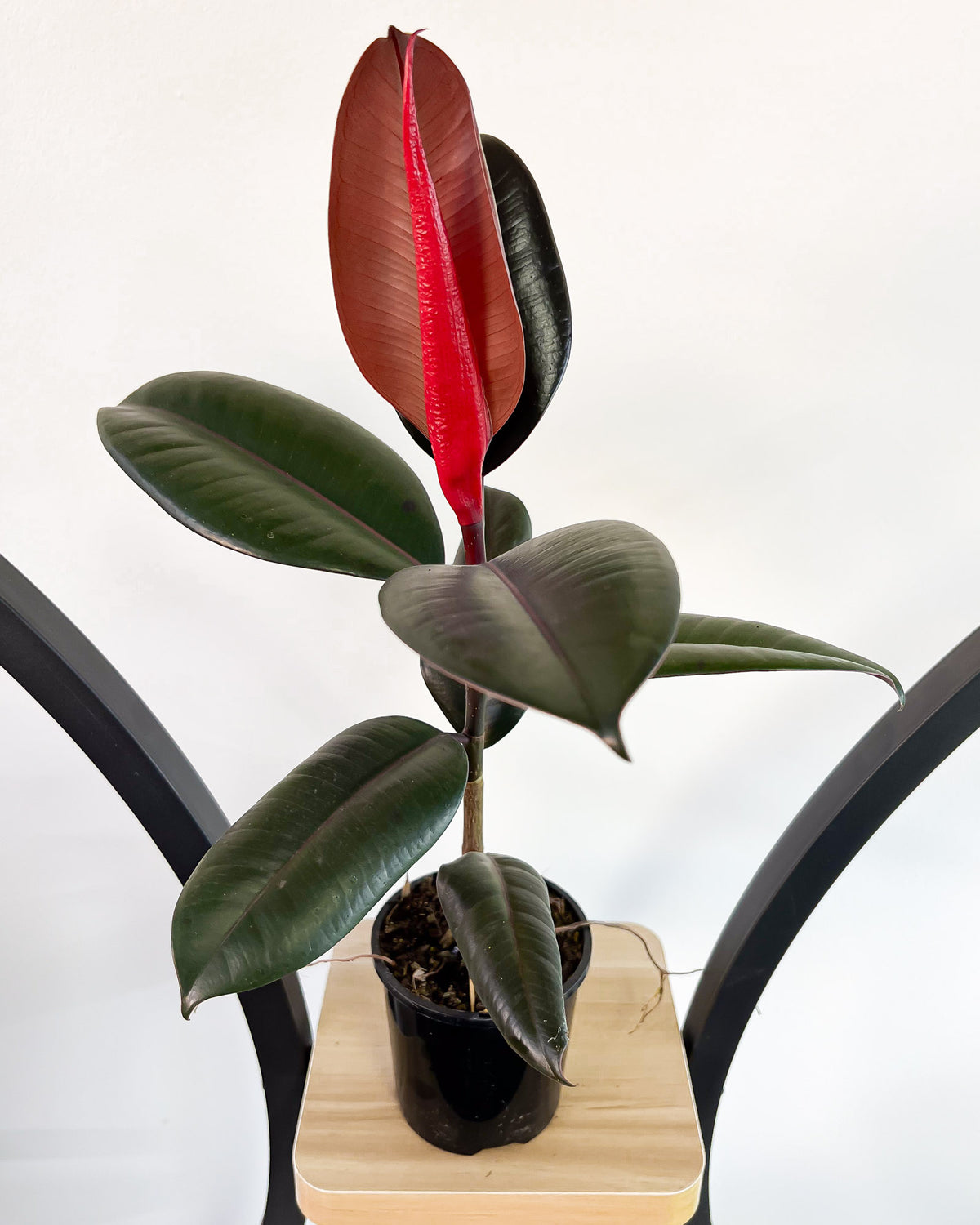 18+ Burgundy Ficus Ficus Elastica Burgundy – The Plant Boys