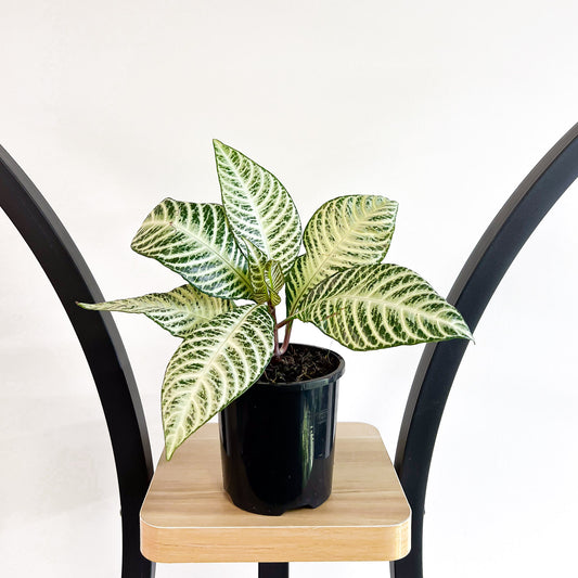 Aphelandra Snow White Zebra Plant