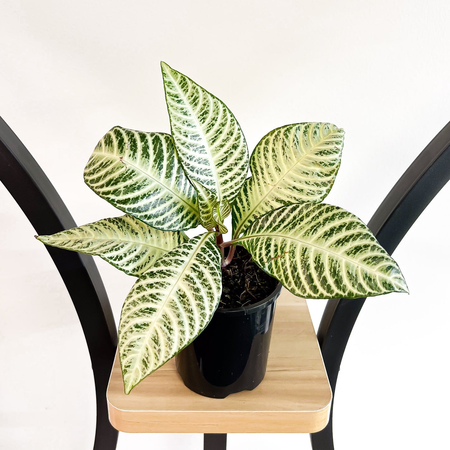 Aphelandra Snow White Zebra Plant