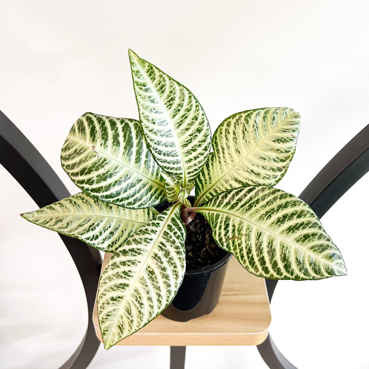 Aphelandra Snow White Zebra Plant