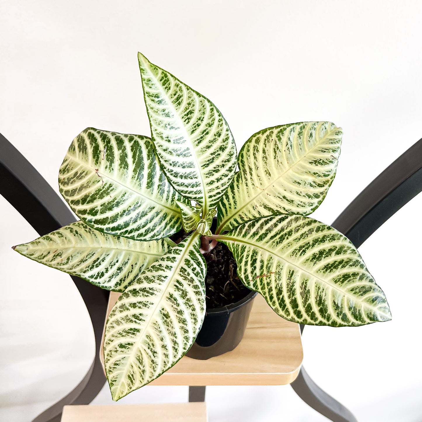 Aphelandra Snow White Zebra Plant