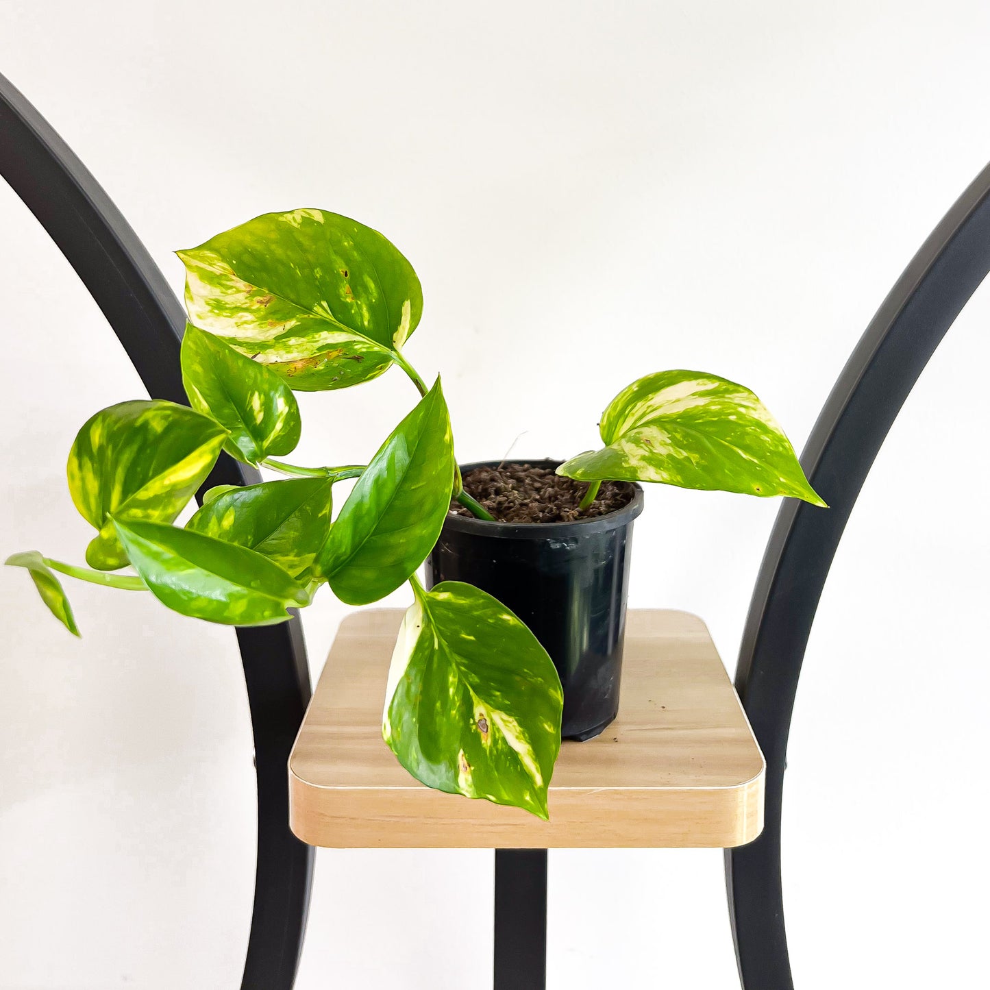 Pothos Devil's Ivy