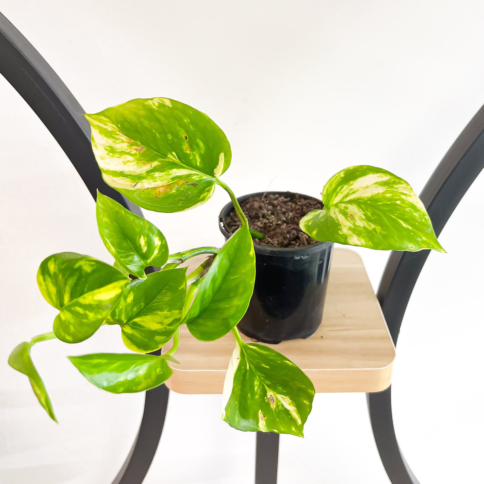 devil's ivy vs pothos Pothos Devil's Ivy – The Plant Boys