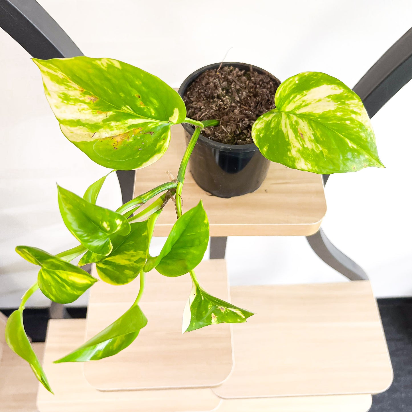 Pothos Devil's Ivy