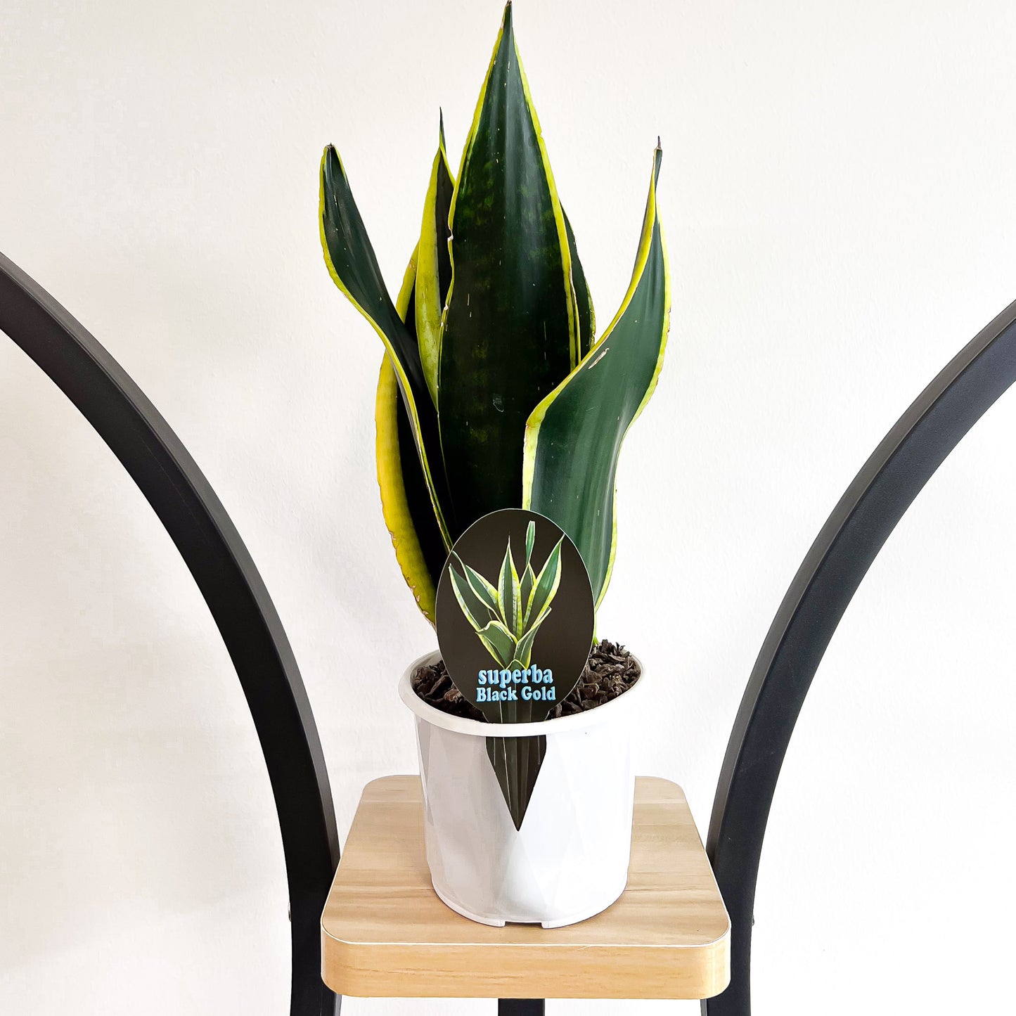 Sansevieria Black Gold