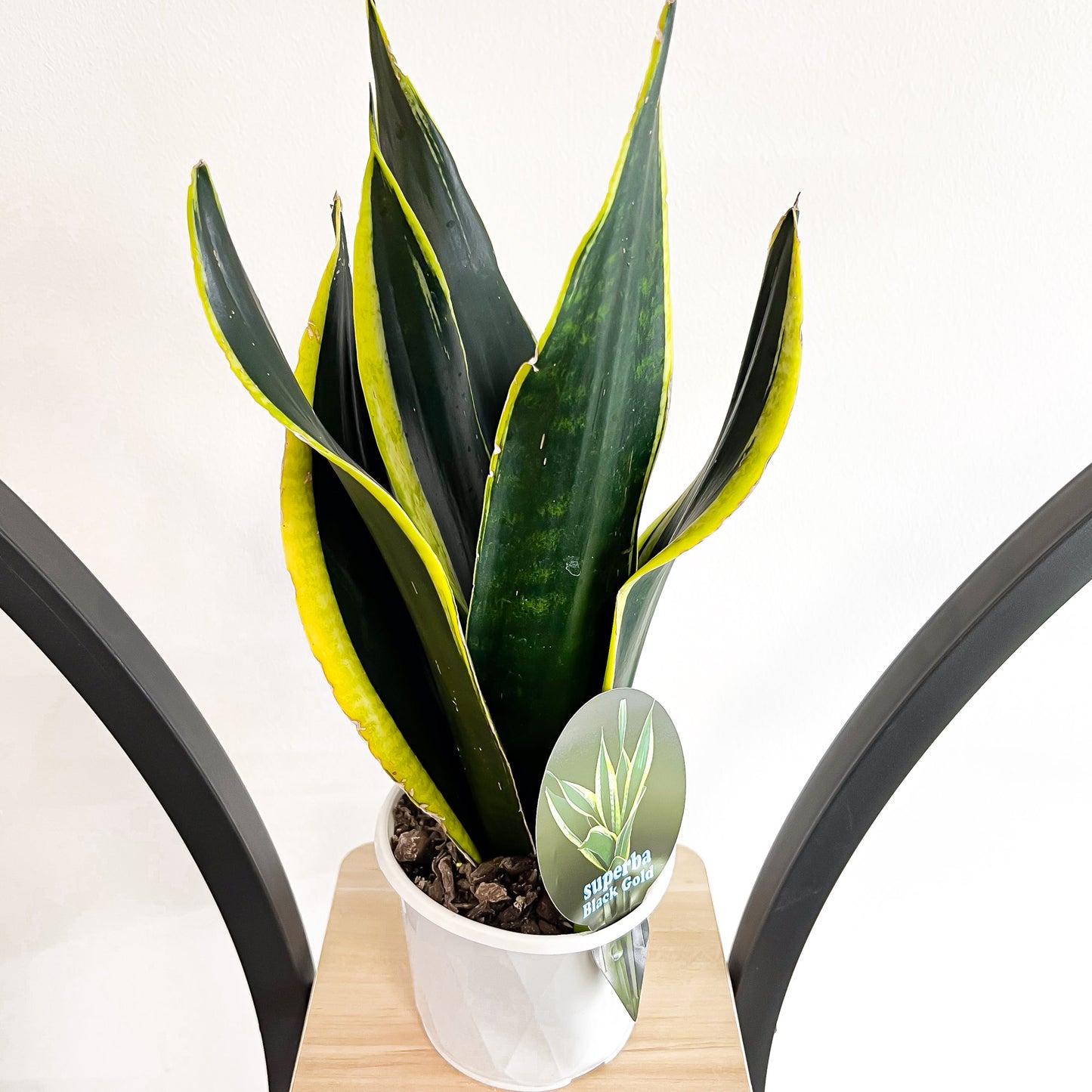 Sansevieria Black Gold