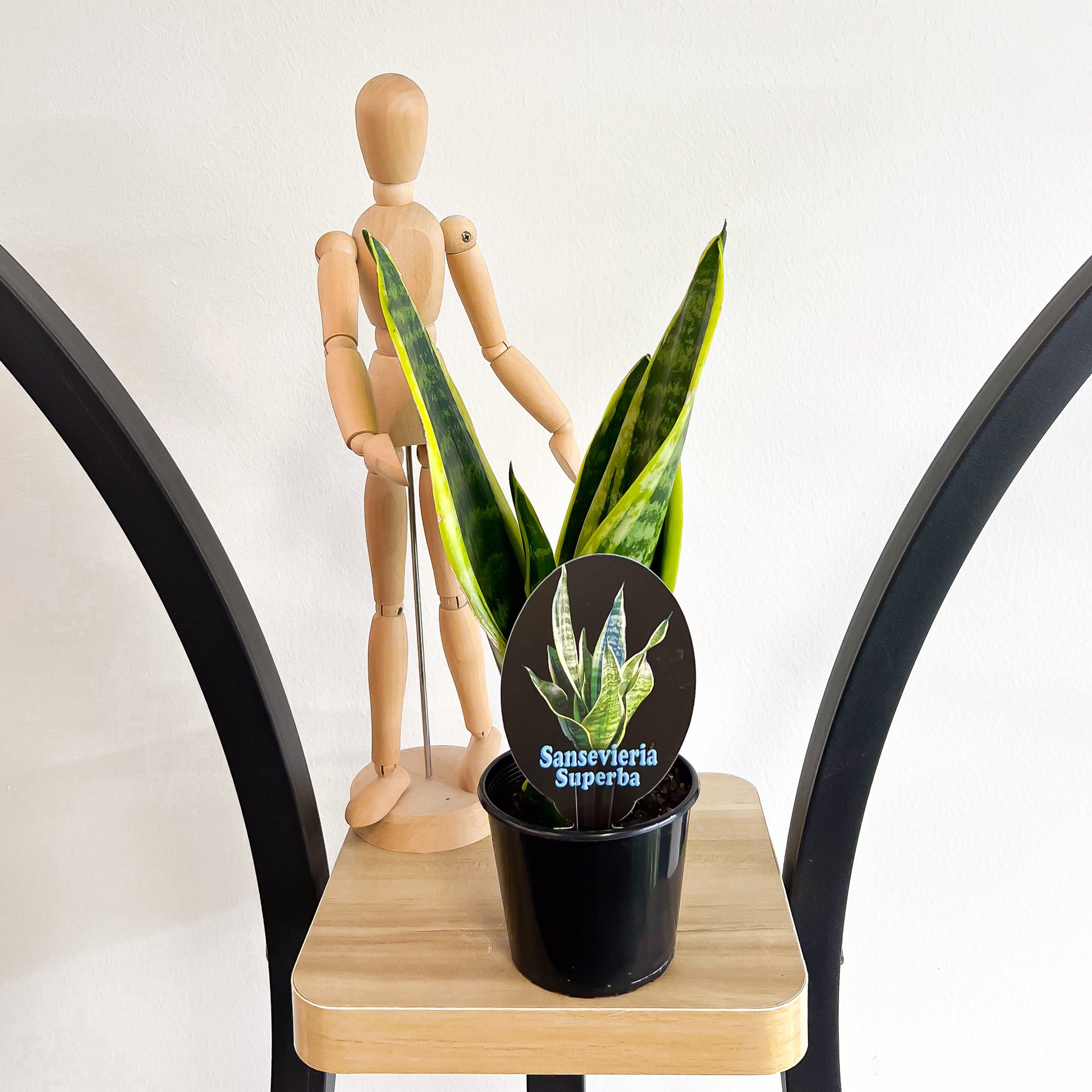 snake plant superba Sansevieria Superba – The Plant Boys
