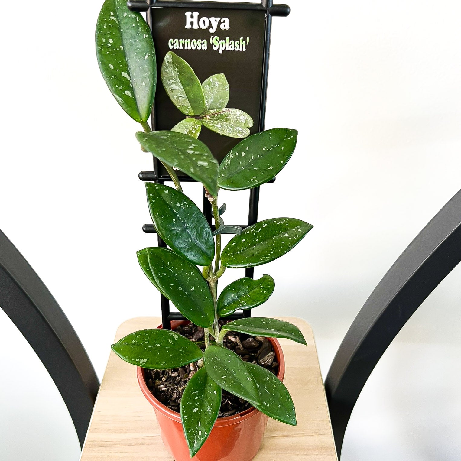 Hoya Carnosa Splash | The Plant Boys