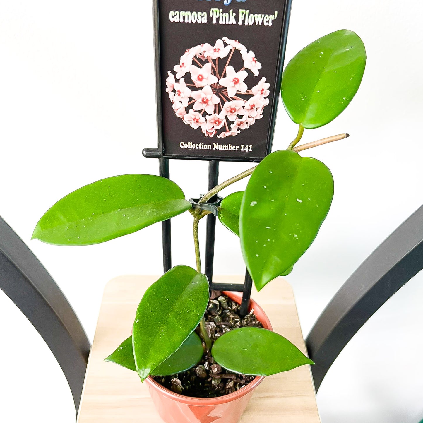 Hoya Carnosa Pink Flower