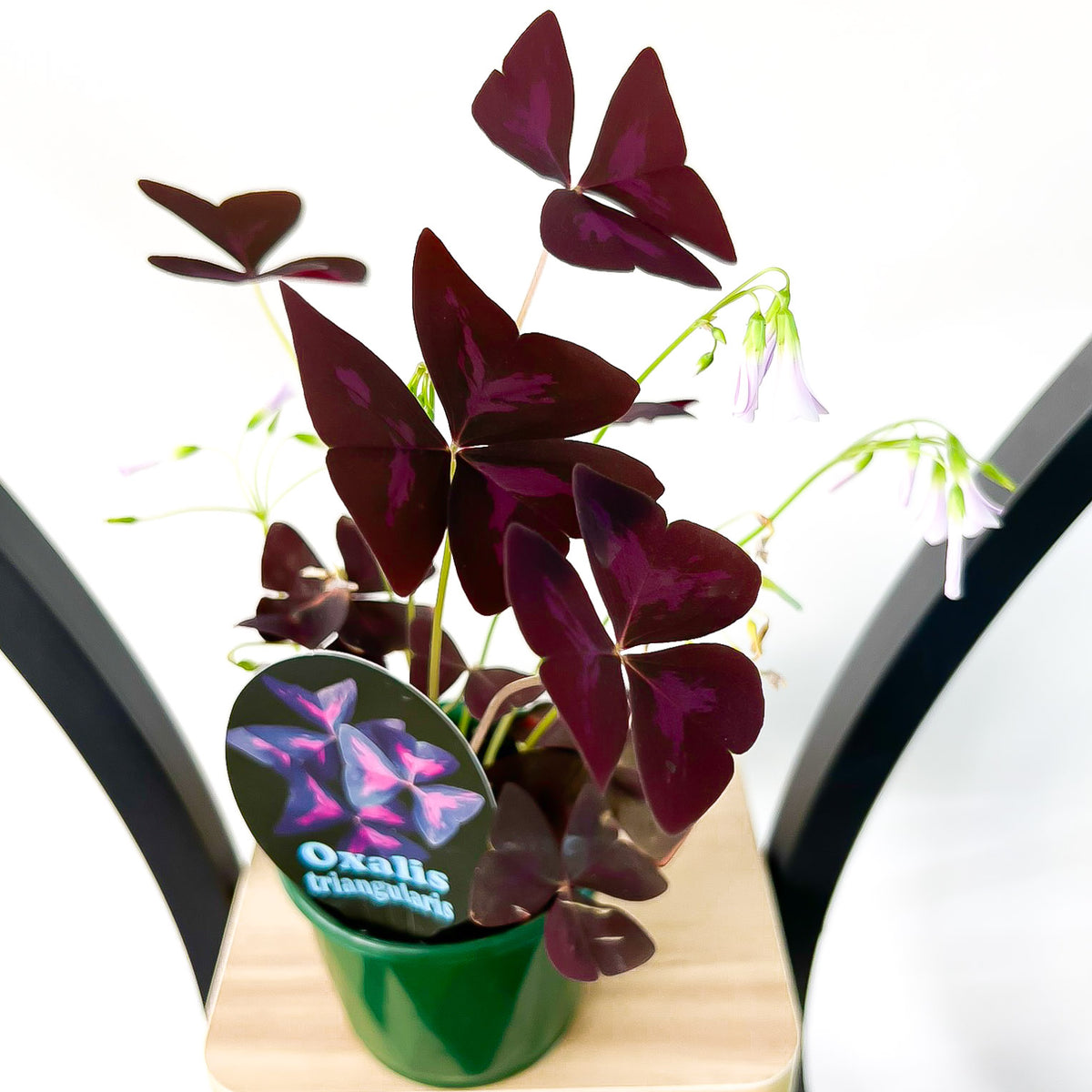 Occalis Triangularis Oxalis Triangularis – The Plant Boys