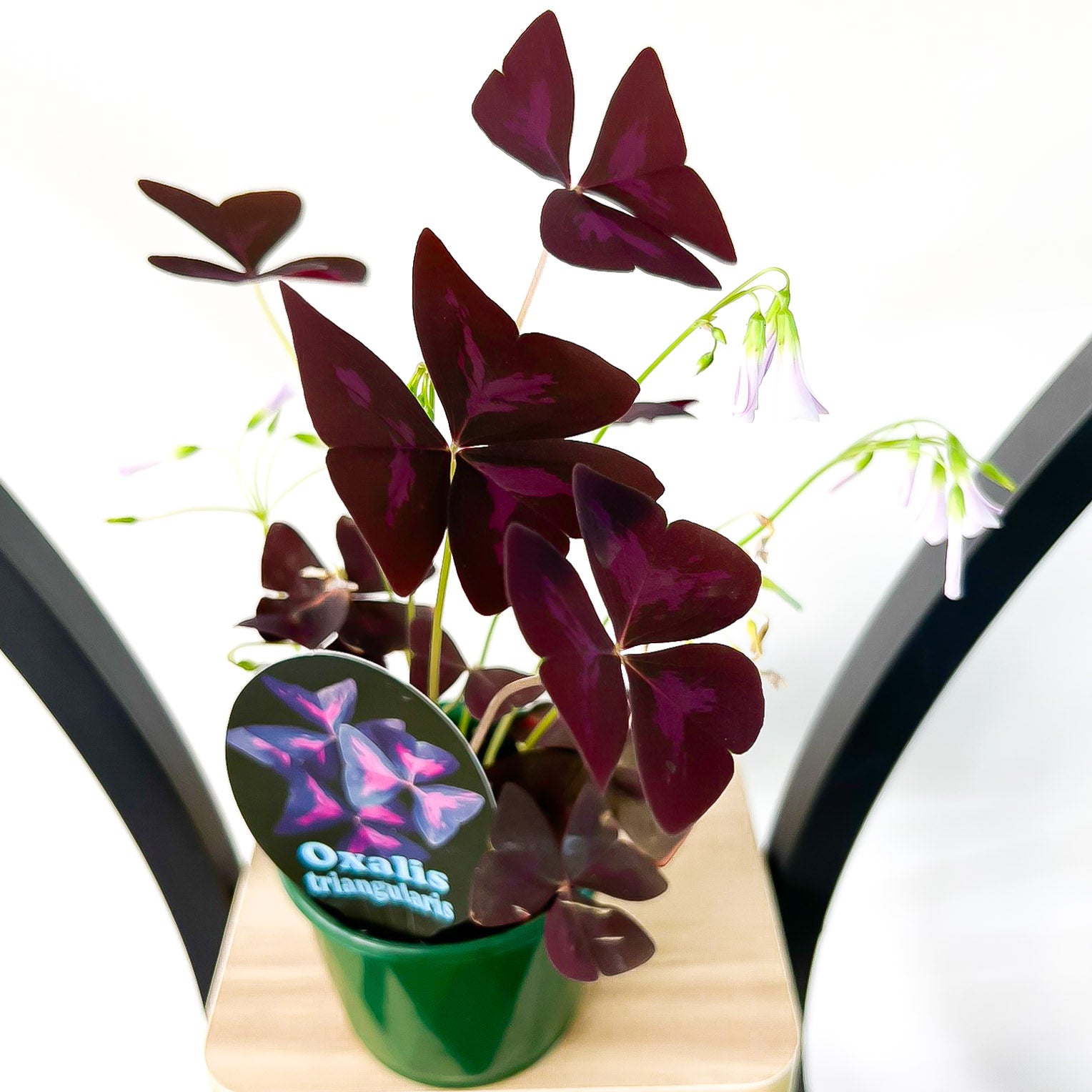 Oxalis Triangularis | The Plant Boys