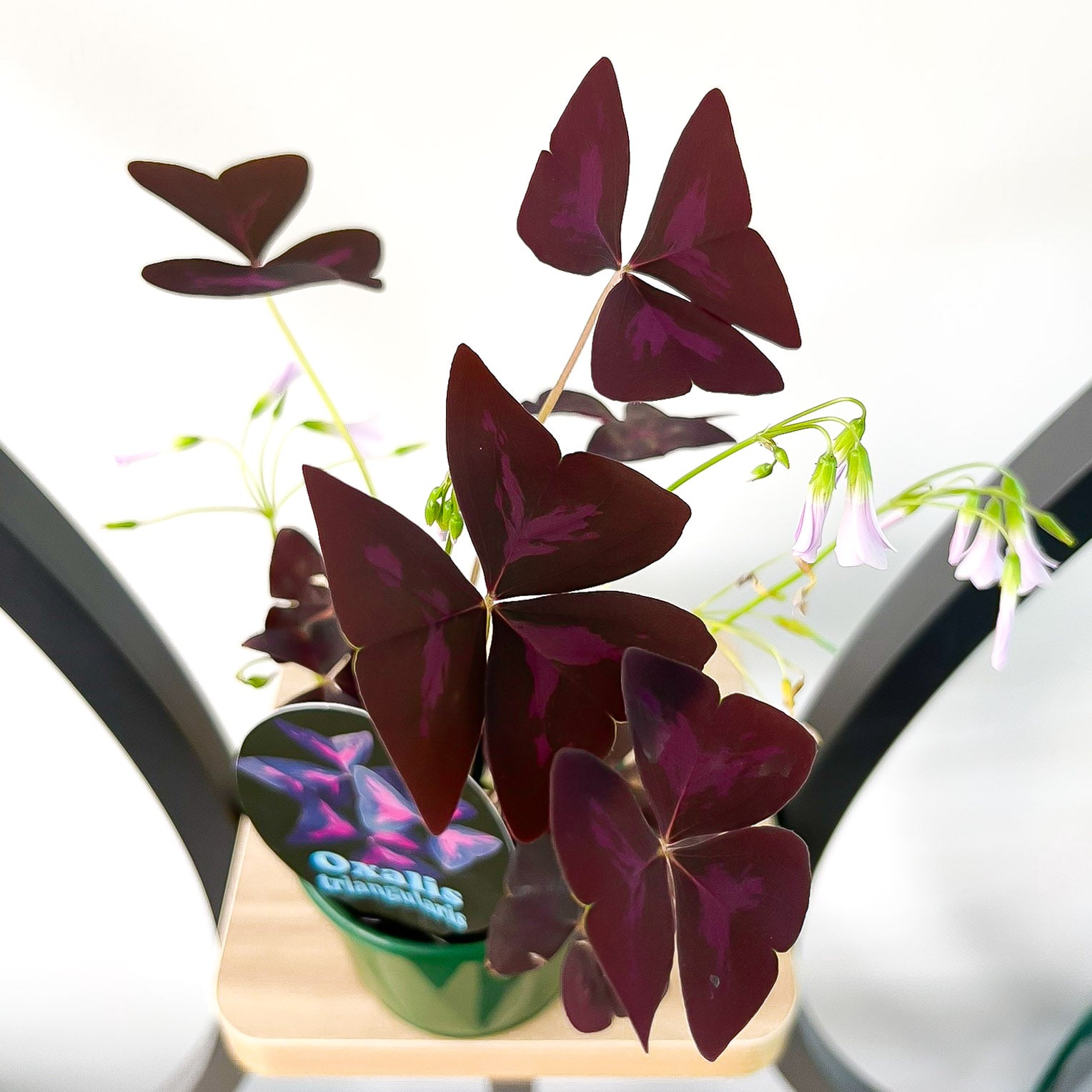 Oxalis Triangularis | The Plant Boys