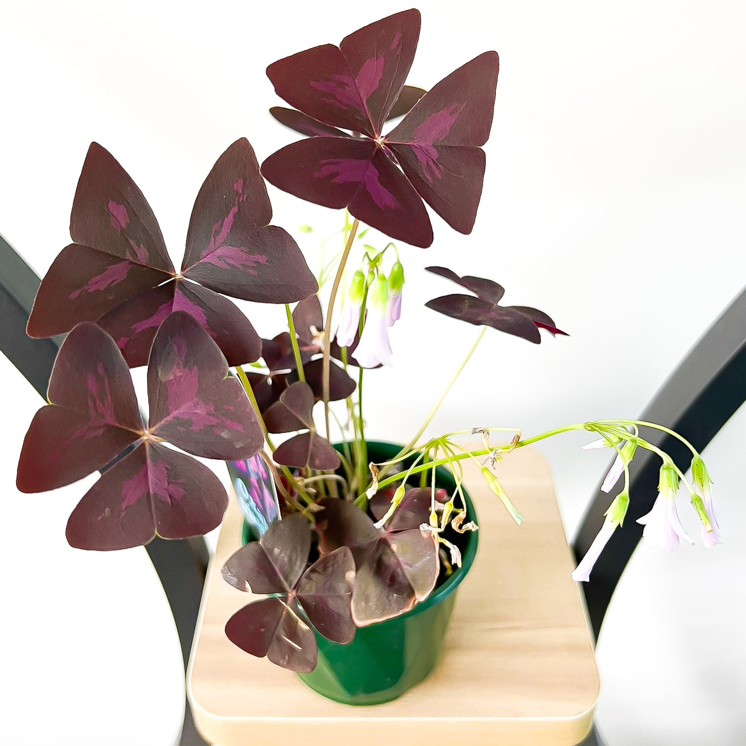 Oxalis Triangularis | The Plant Boys