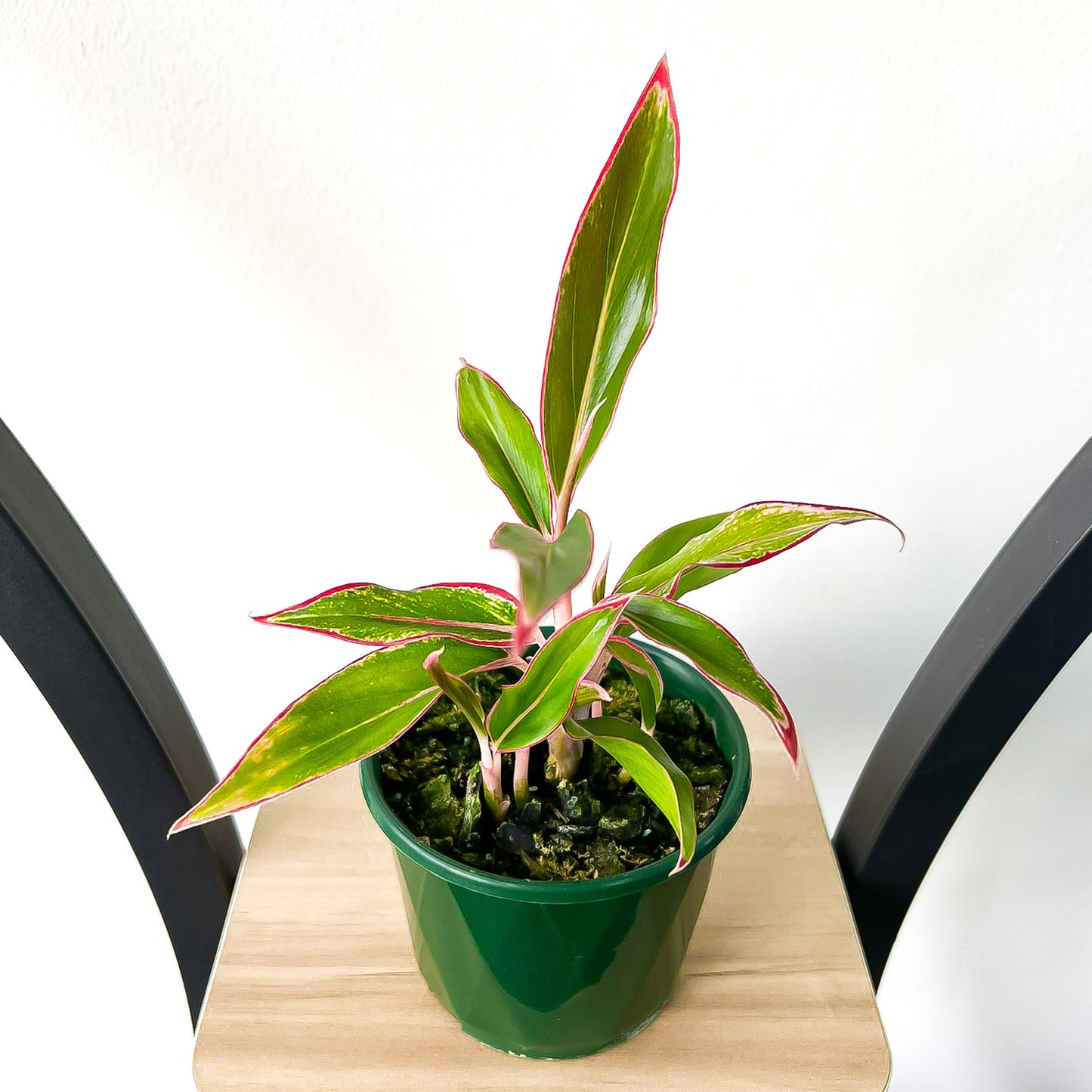 Aglaonema Siam Aurora | The Plant Boys