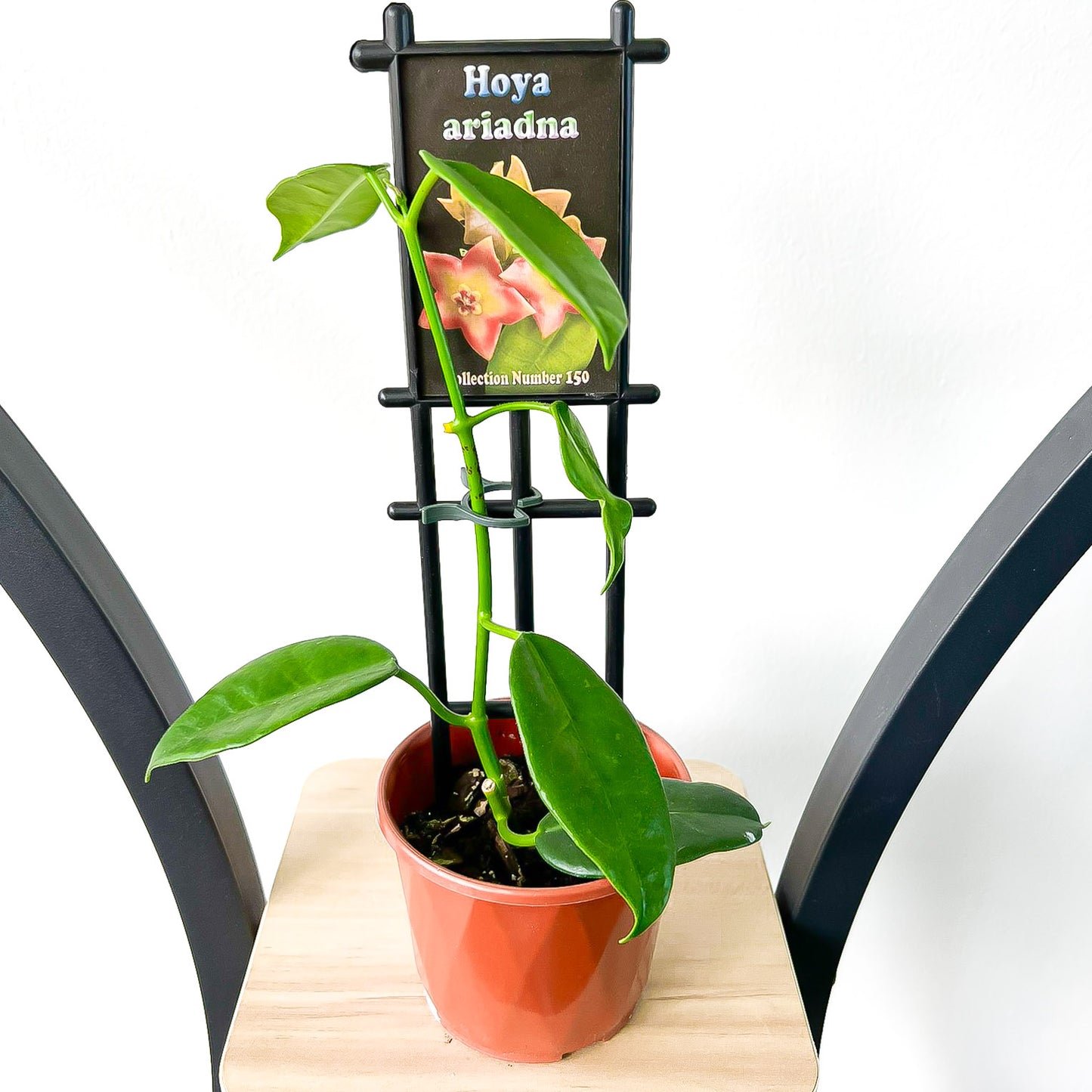 Hoya Ariadna | The Plant Boys