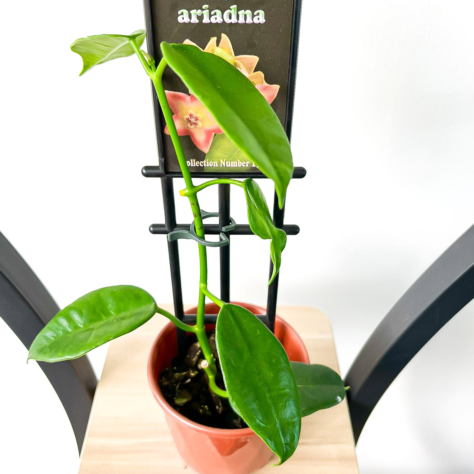 Hoya Ariadna | The Plant Boys