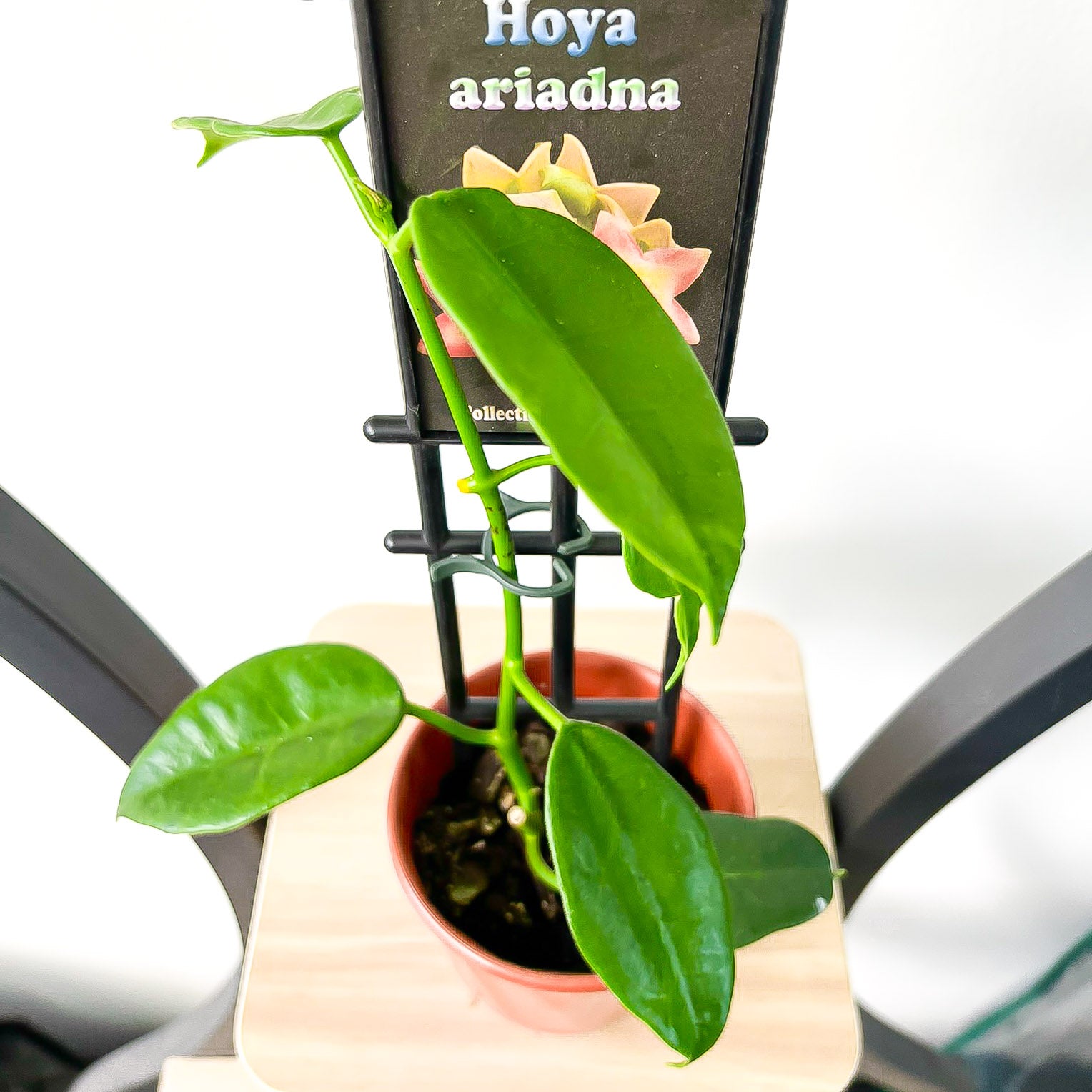 Hoya Ariadna | The Plant Boys