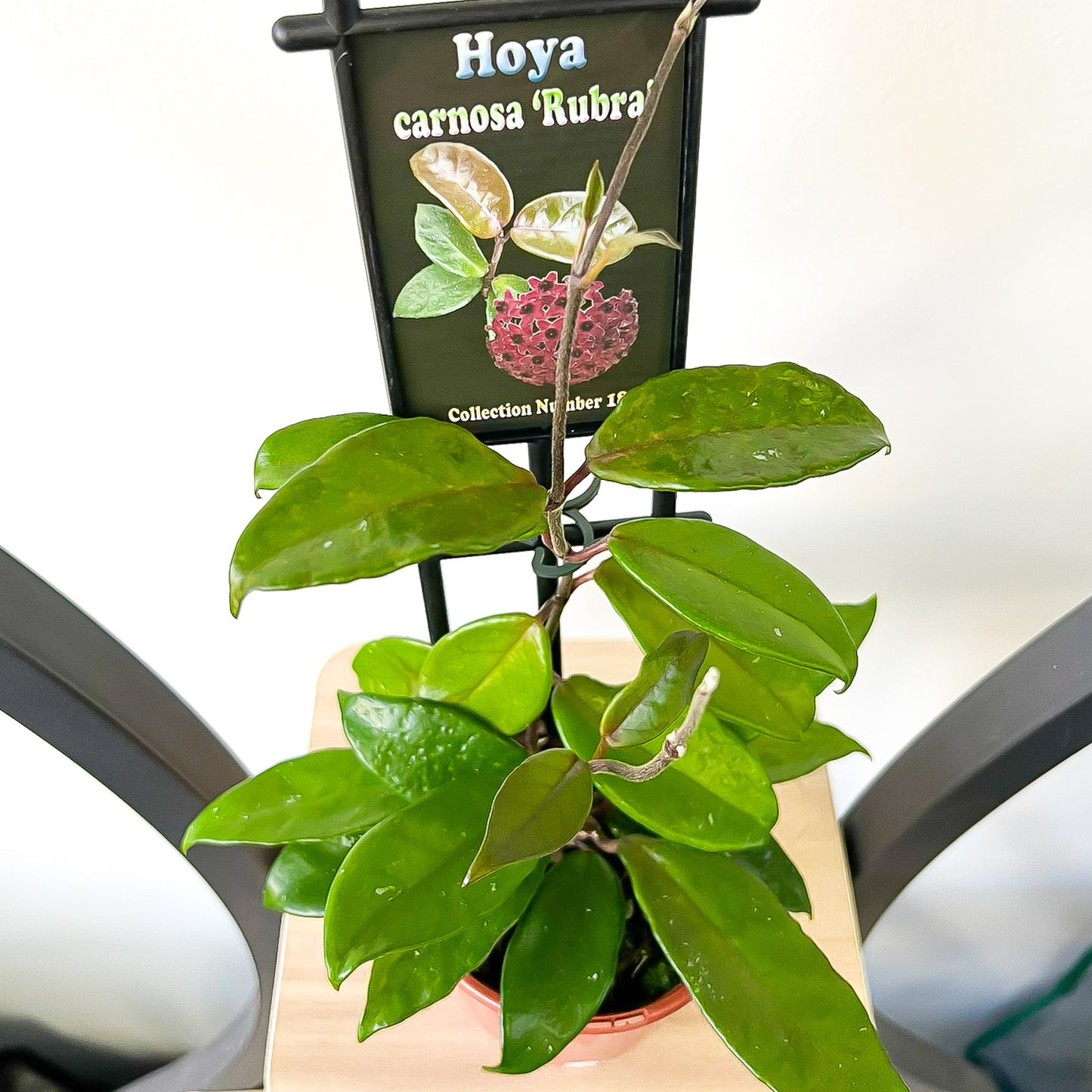 Hoya Carnosa Rubra | The Plant Boys