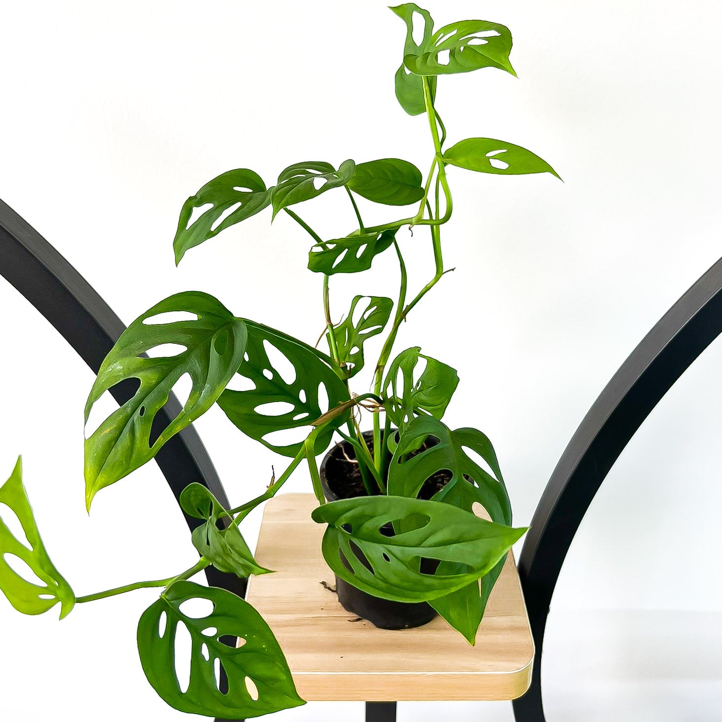 monstera cuminata Monstera Acuminata – The Plant Boys