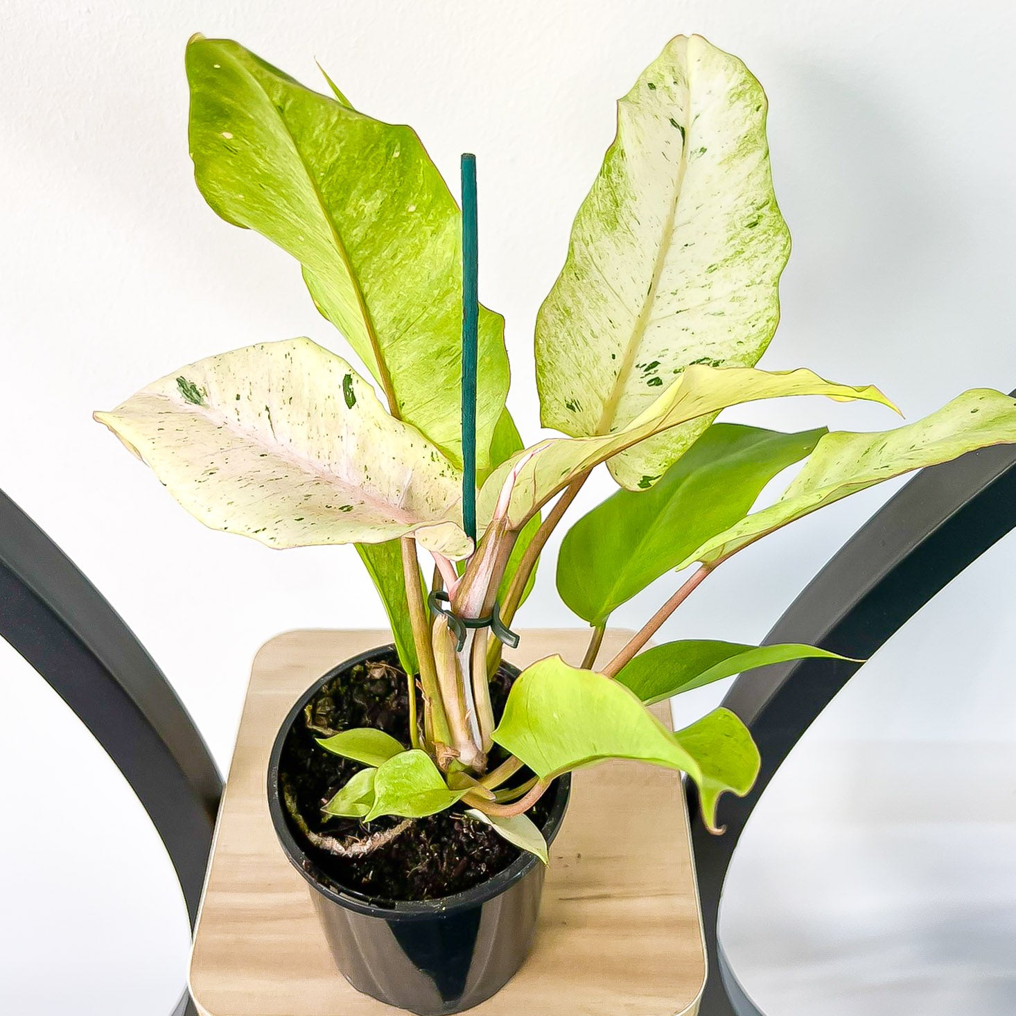 philodendron jungle fever scientific name Philodendron Jungle Fever Variegated – The Plant Boys