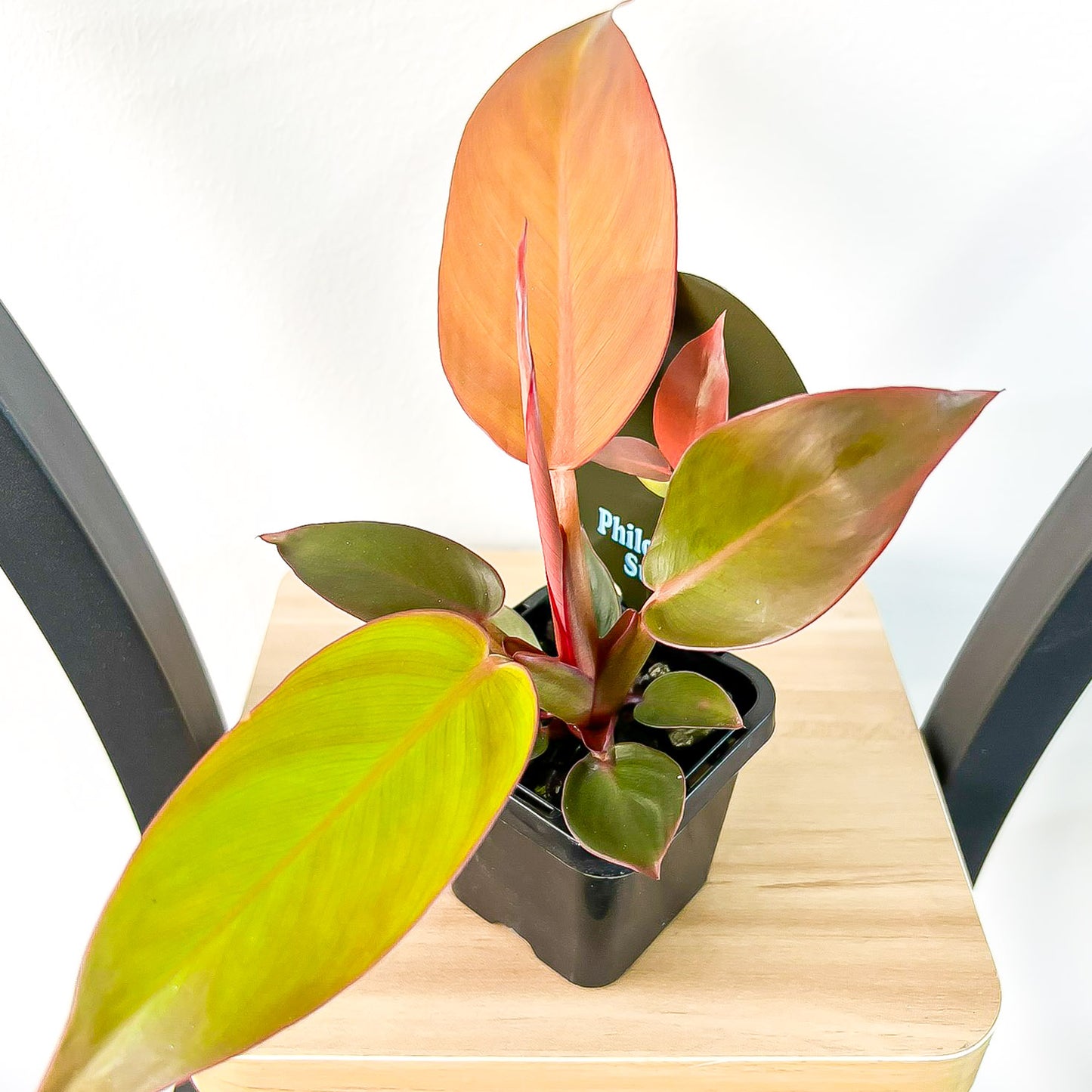 Philodendron Sun Red | The Plant Boys